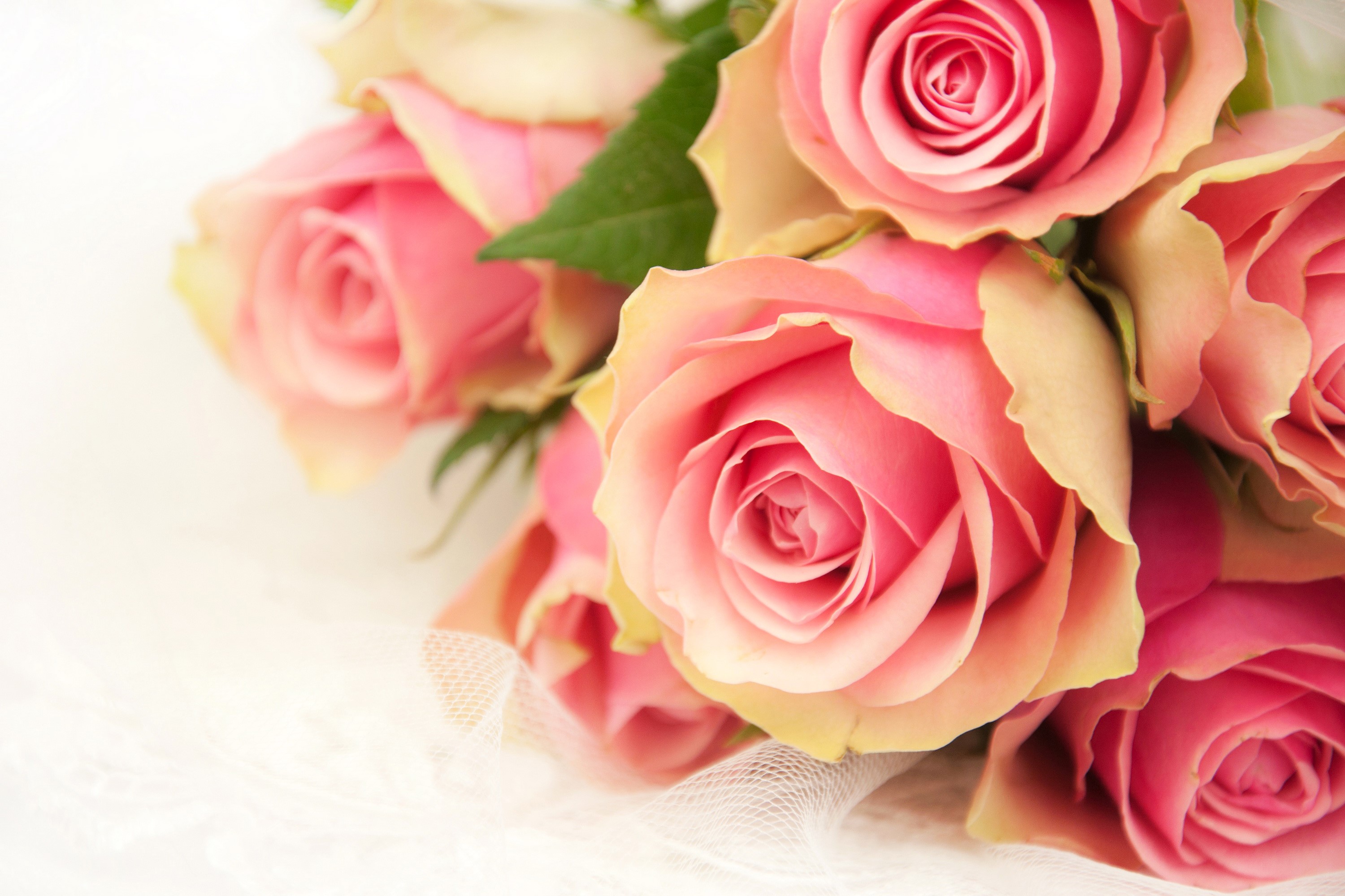 Pink Roses with Lace HD Wallpaper