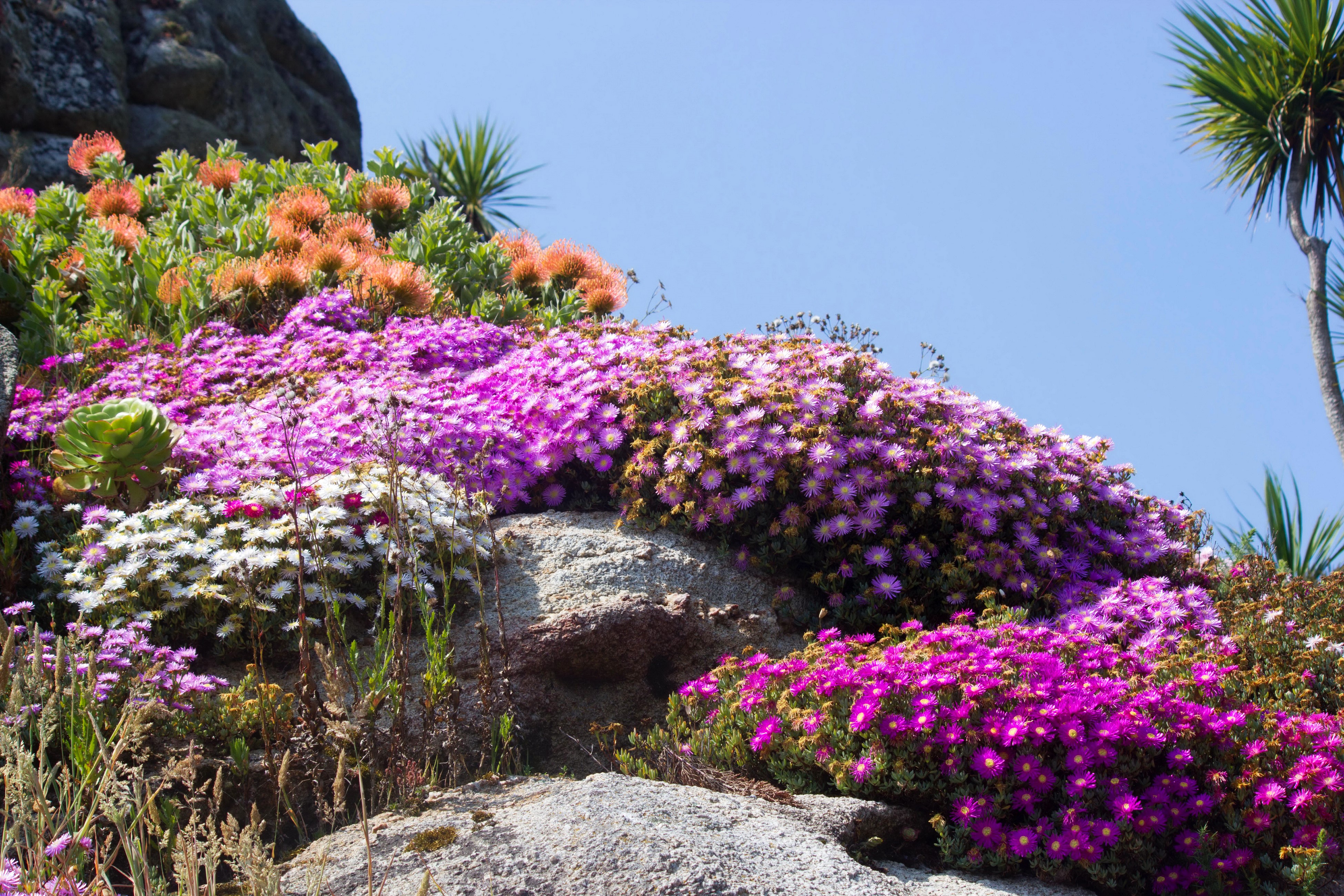 4K Mesembryanthemum flowers on rocks HD Wallpaper