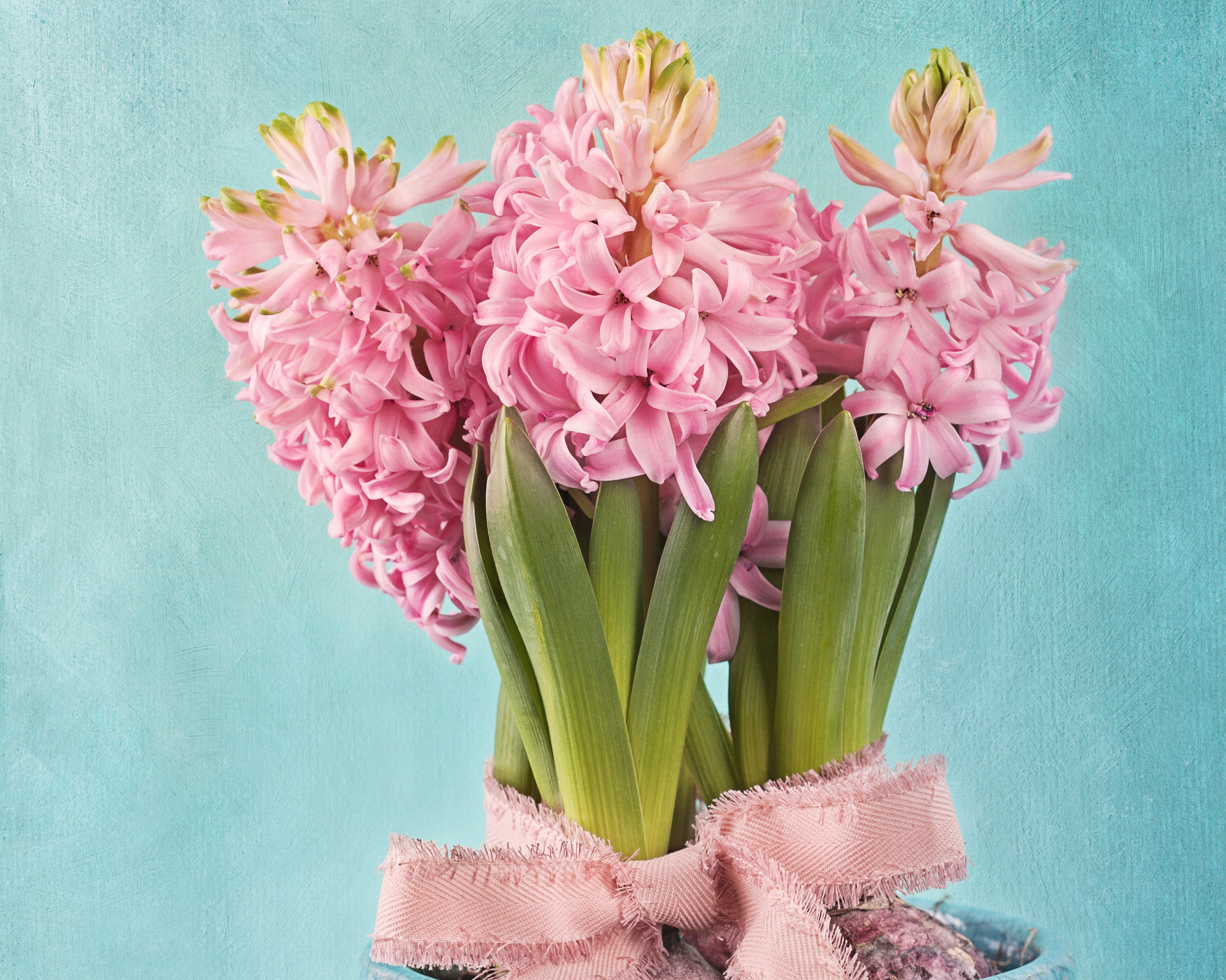 Pink Hyacinths with Pink Ribbon HD Wallpaper