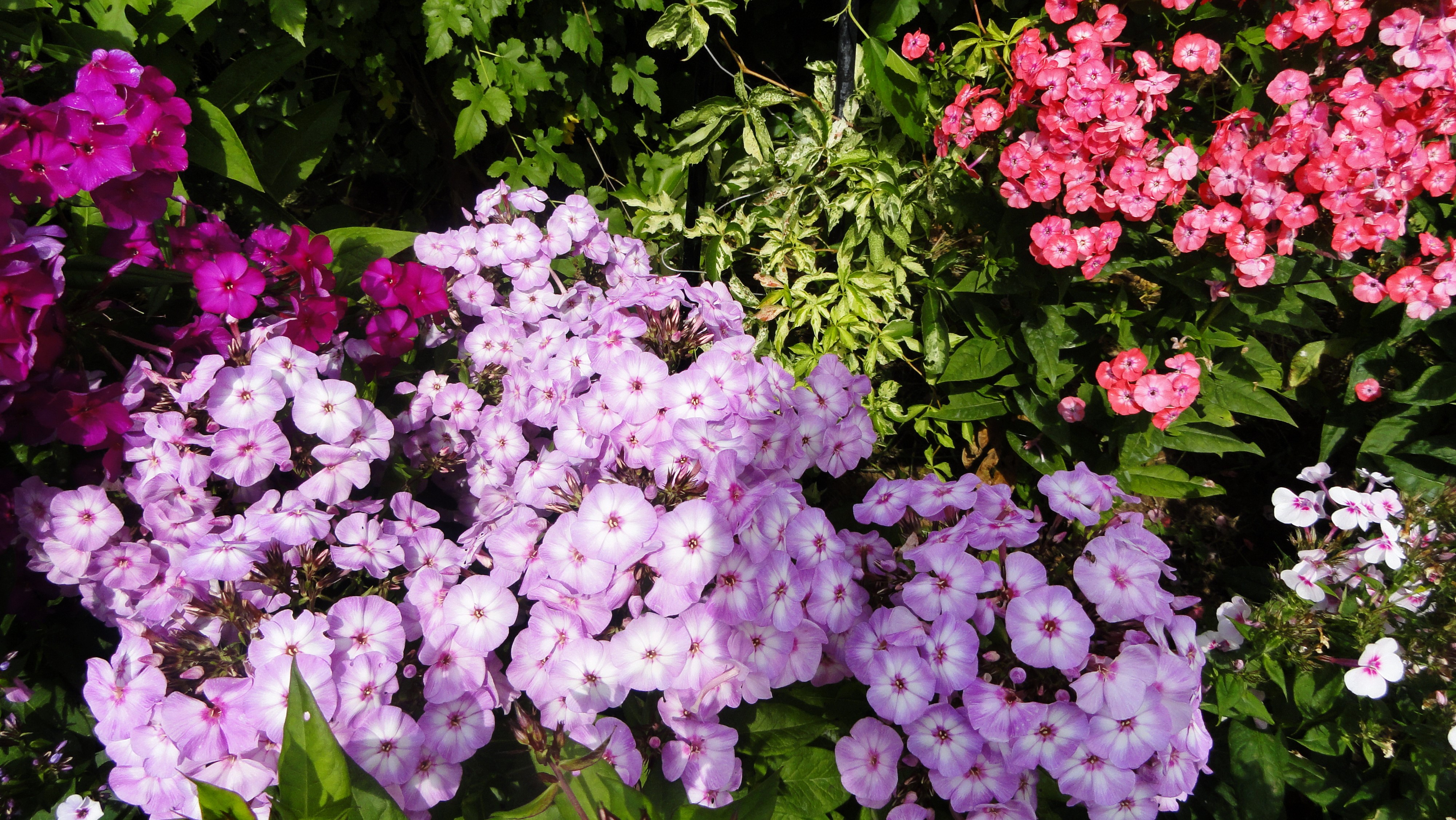 4K Phlox Flowers in Garden HD Wallpaper