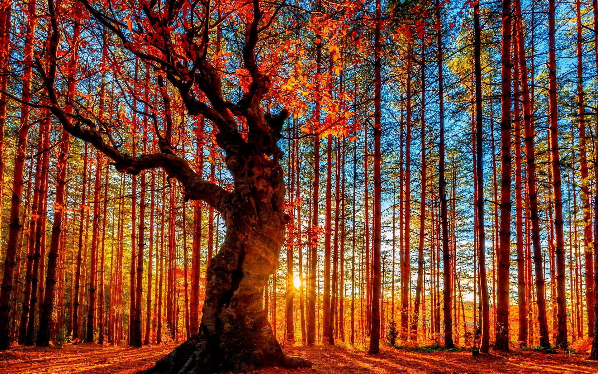 Autumn forest with sunbeams filtering through trees HD Wallpaper