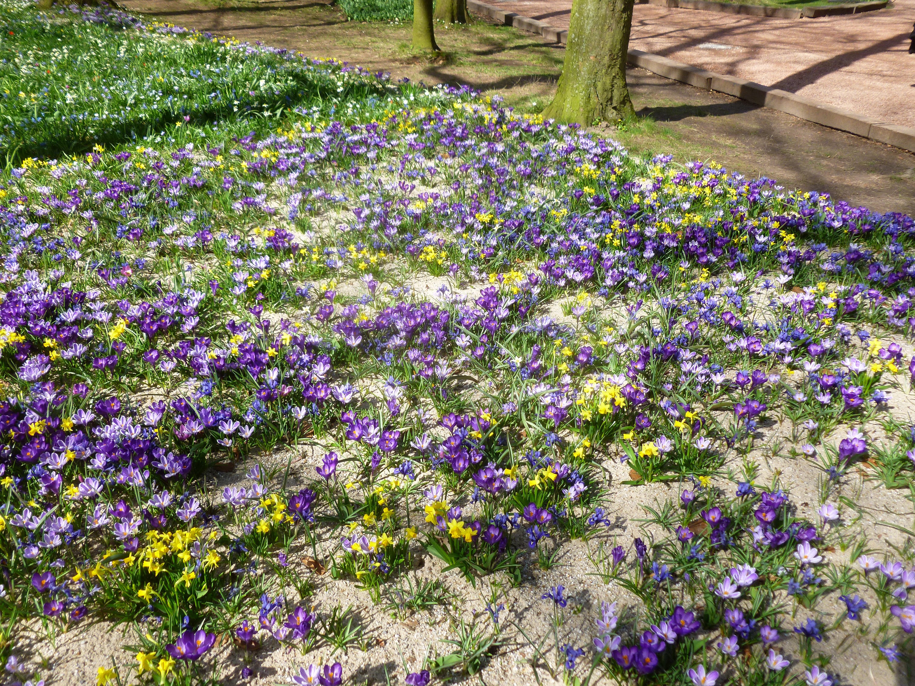 Field of Colorful Crocuses and Daffodils in Bloom HD Wallpaper