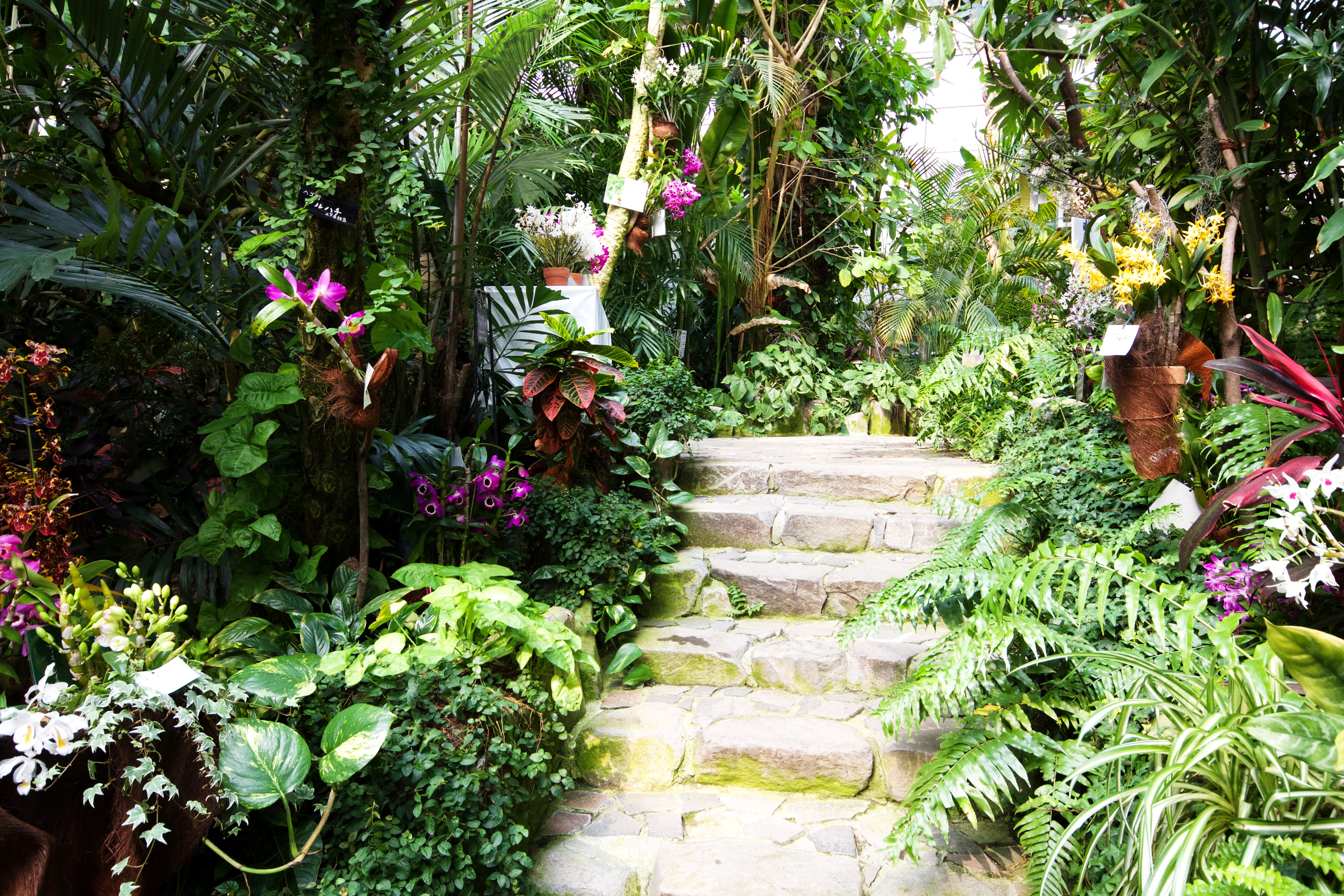 Fukuoka Botanical Garden Orchid Stairs HD Wallpaper
