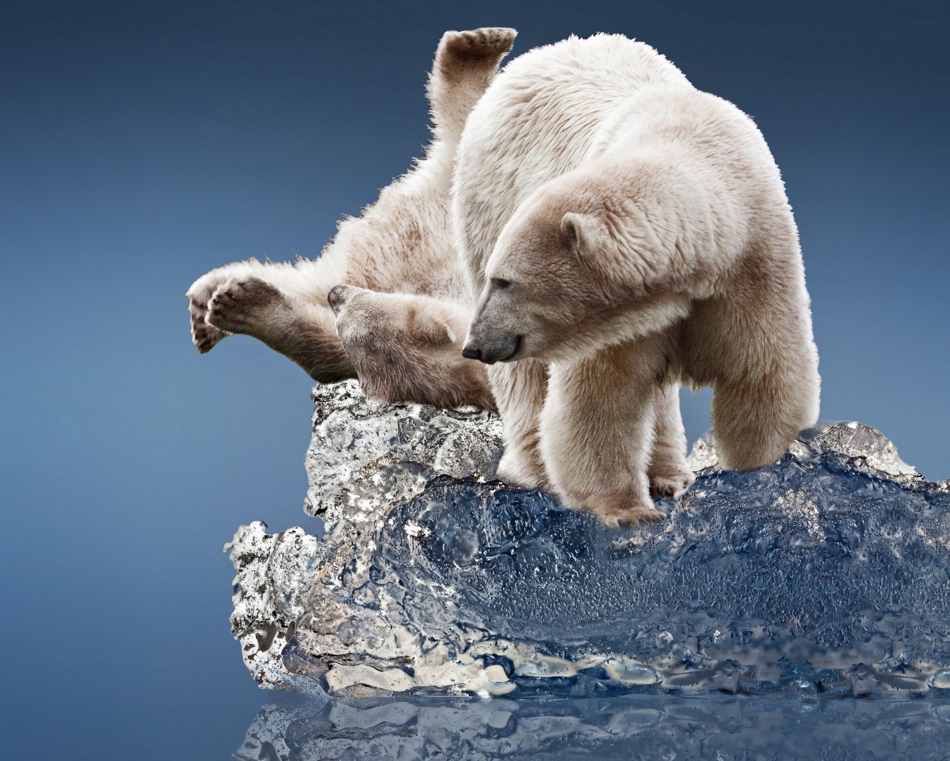 Two polar bears on ice HD Wallpaper