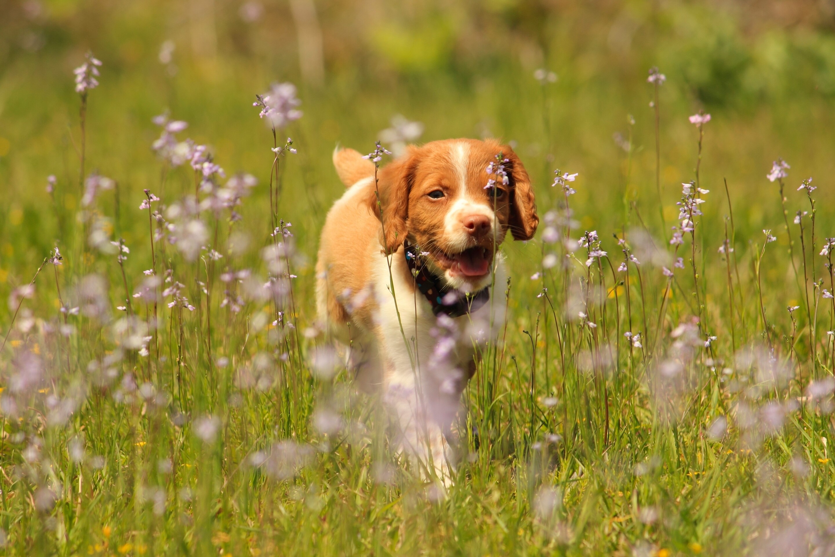 Brittany Spaniel puppy running through a field of flowers HD Wallpaper