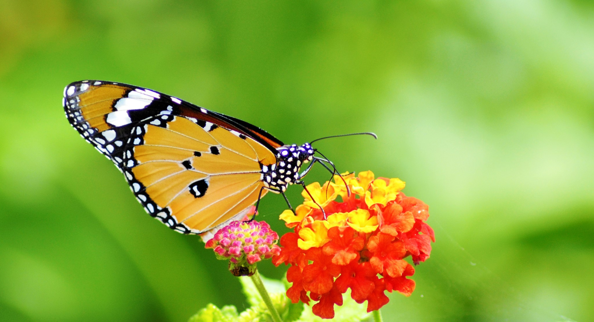 Monarch butterfly on Lantana flowers HD Wallpaper