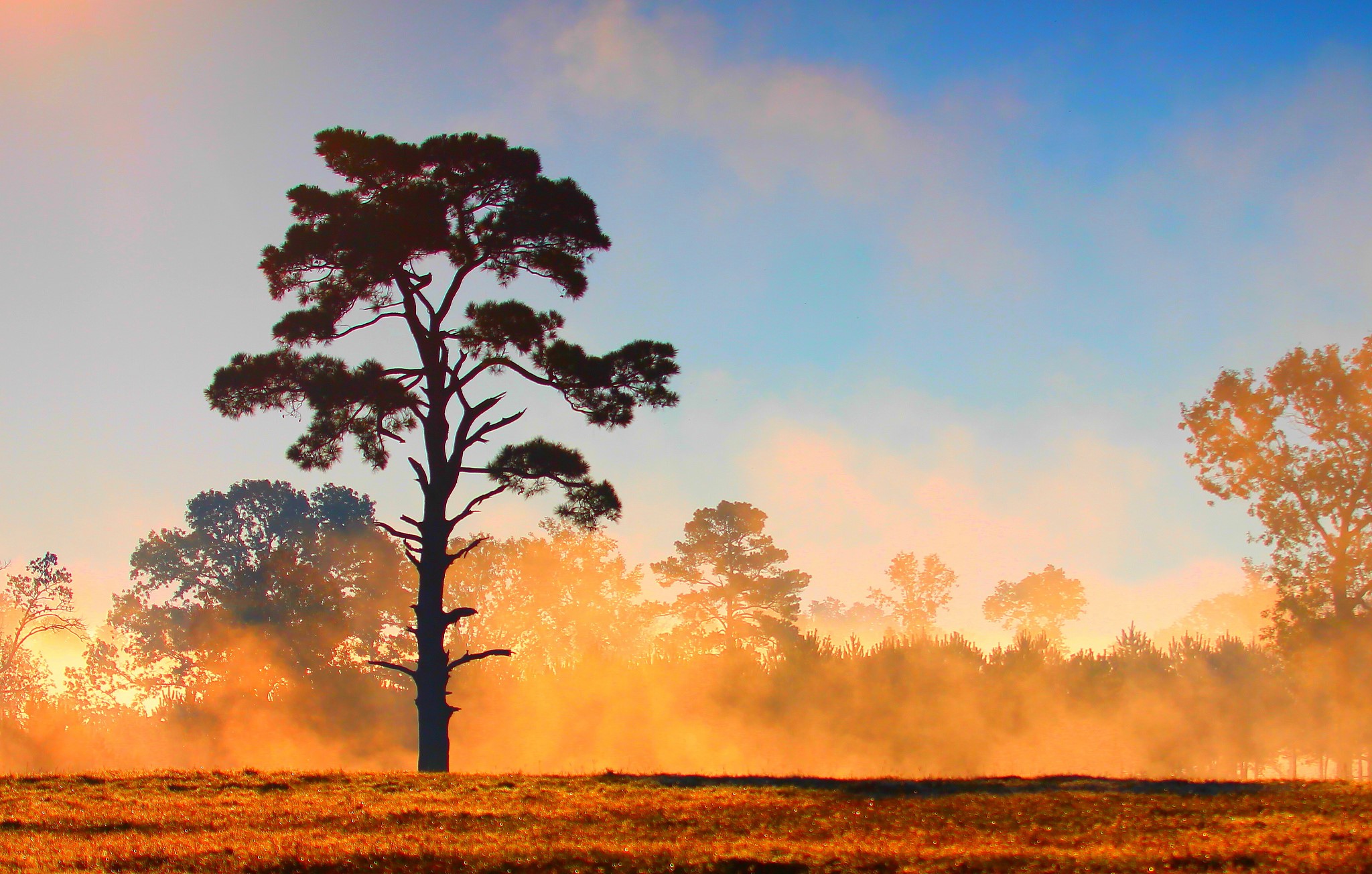 Silhouette of a lone tree in the fog at sunrise HD Wallpaper