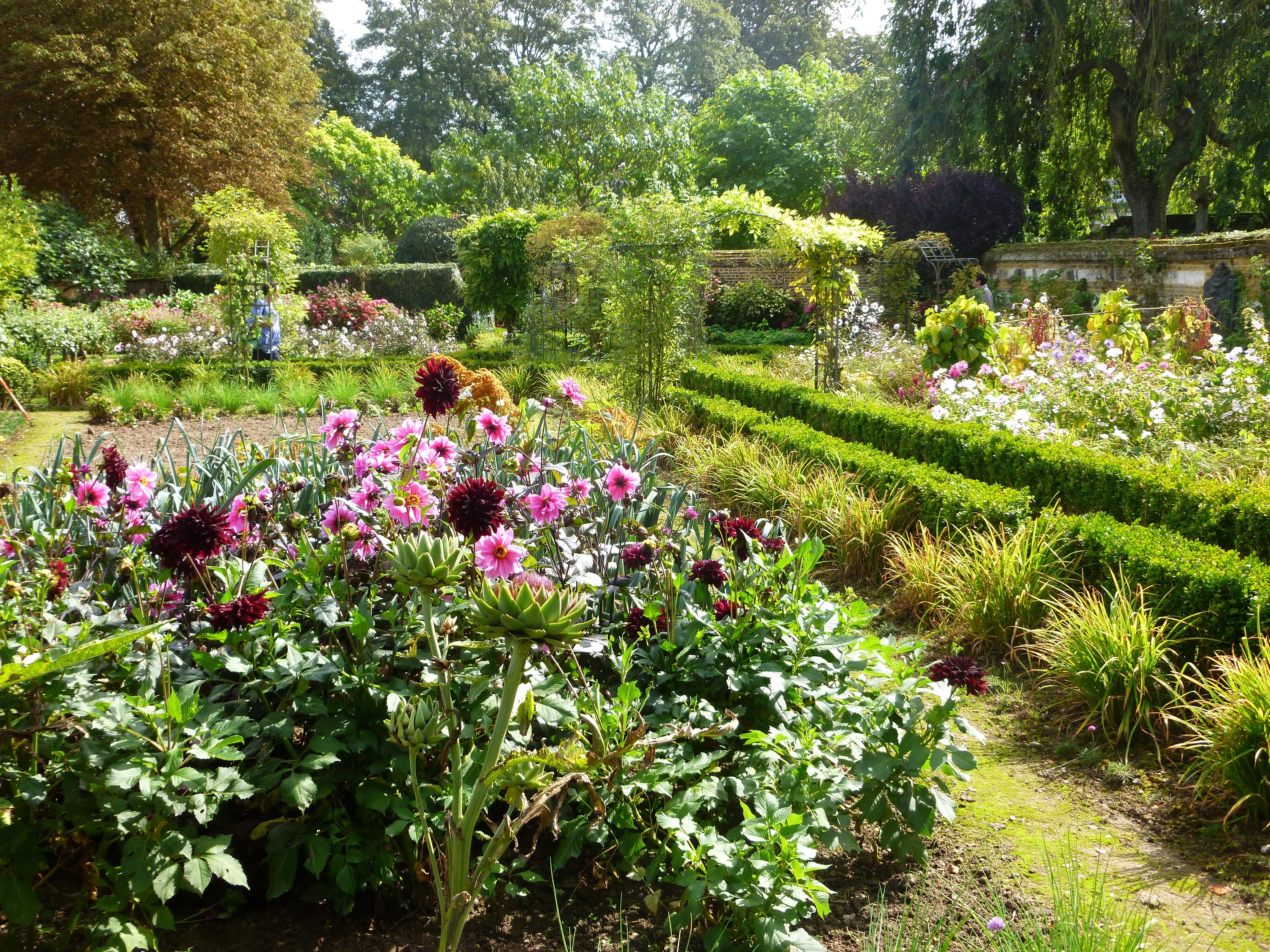 Garden with Dahlias and Boxwood Hedges HD Wallpaper