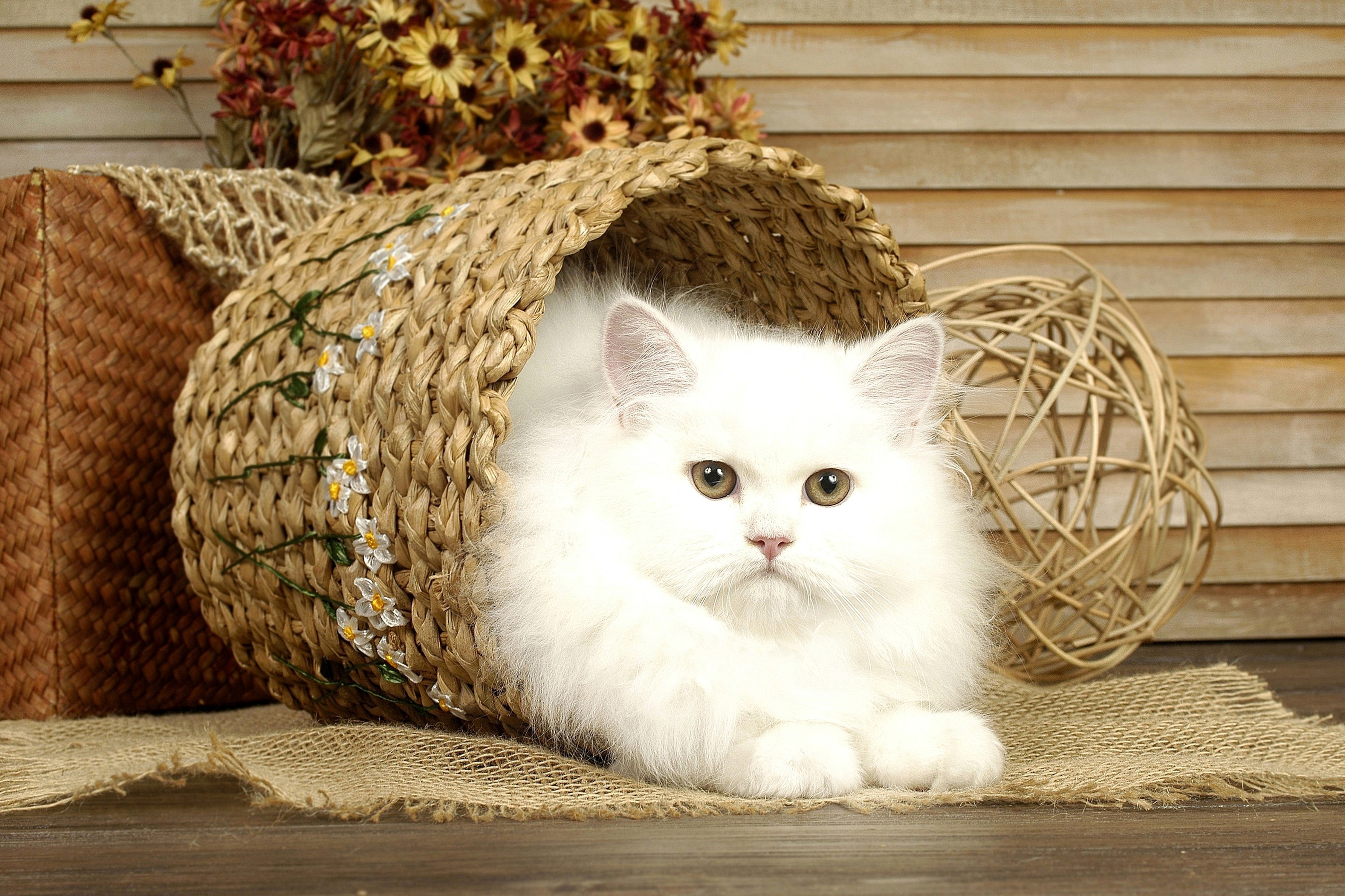 White cat in a wicker basket HD Wallpaper