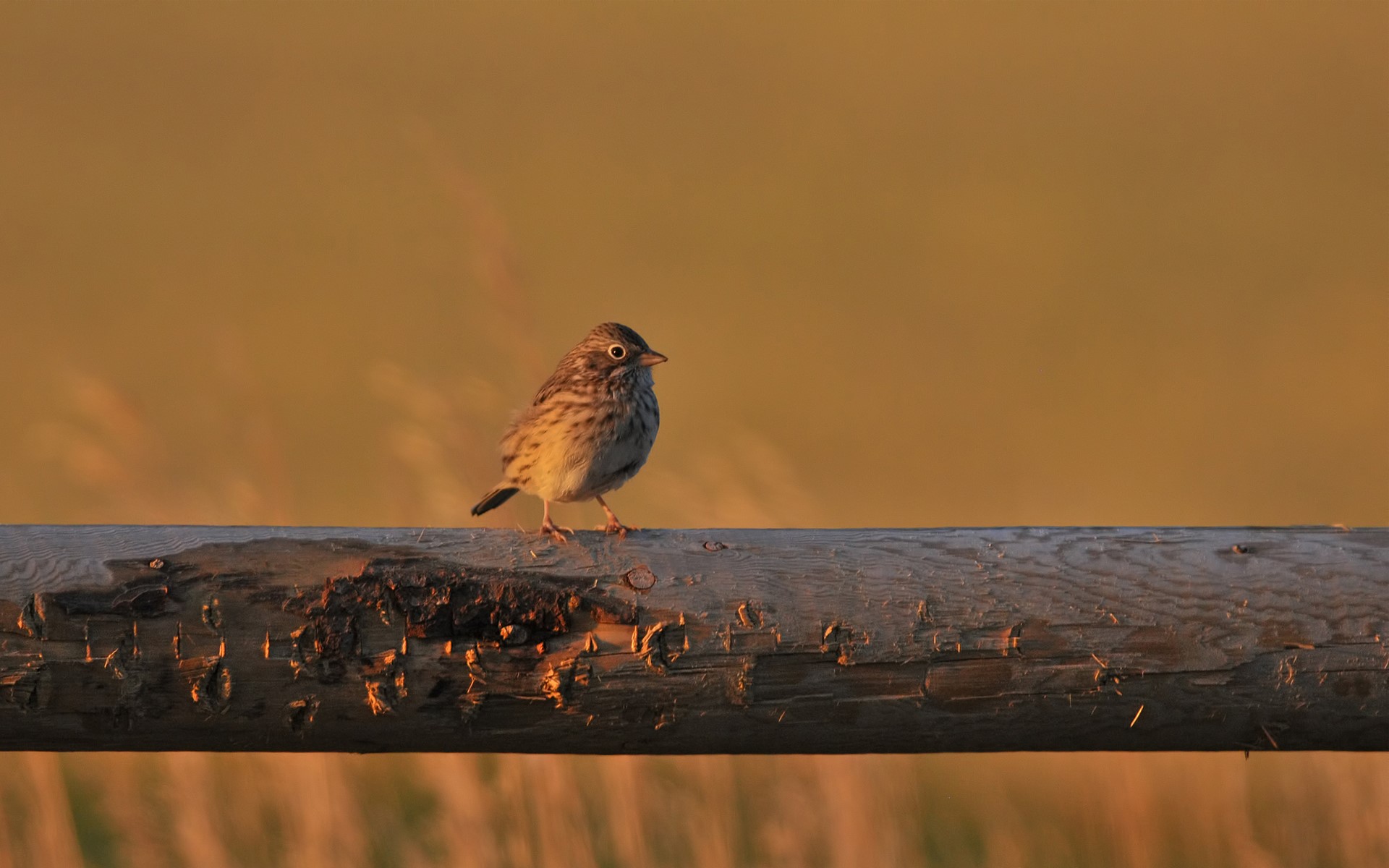 Sparrow perched on a wooden fence at sunset HD Wallpaper