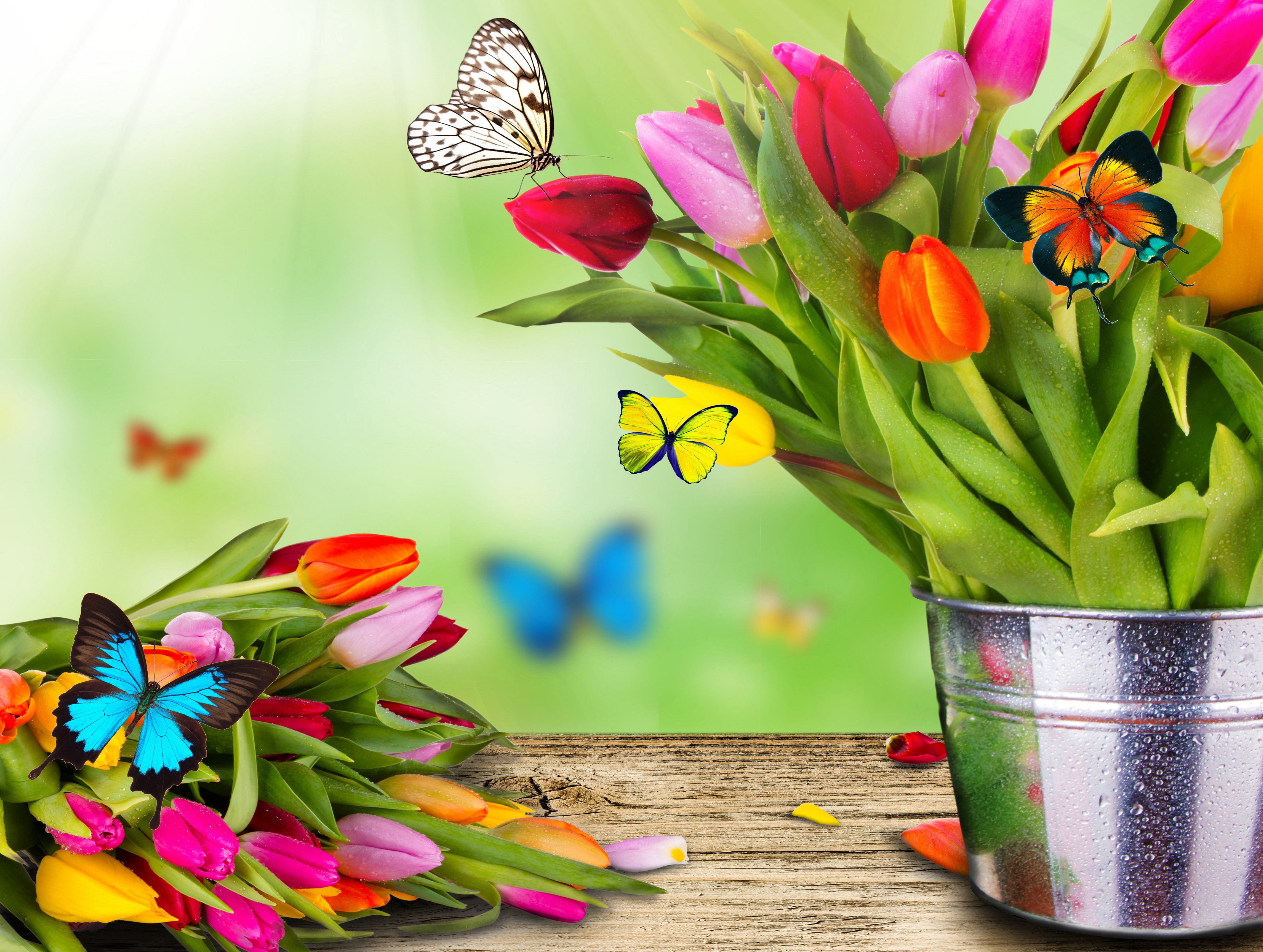4K Tulips and Butterflies HD Wallpaper