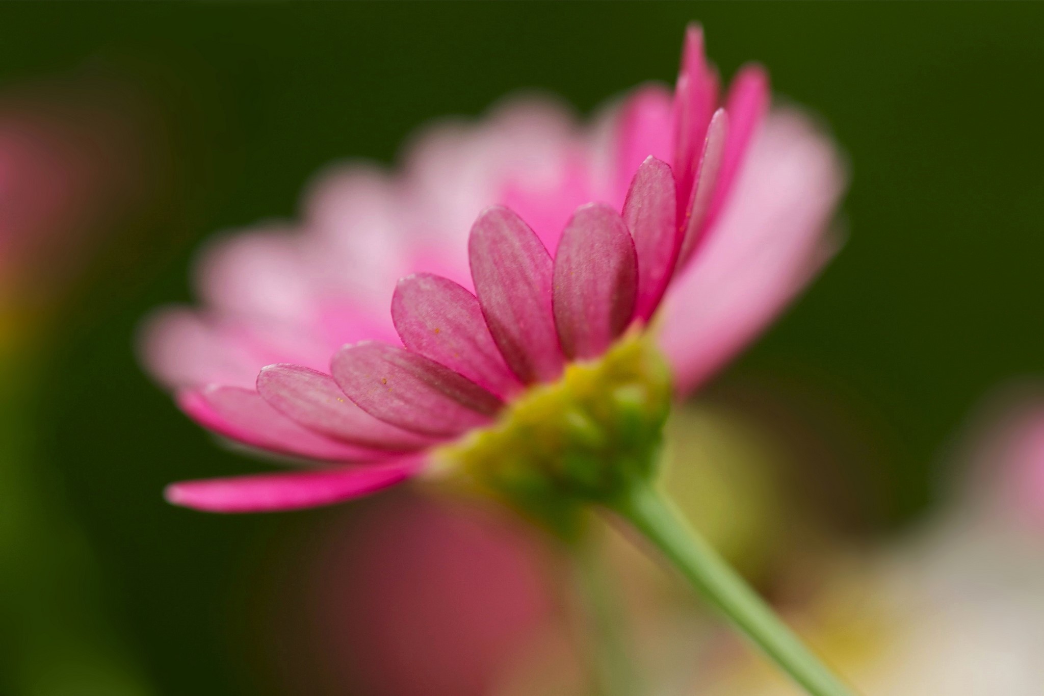 Pink daisy flower petals closeup HD Wallpaper
