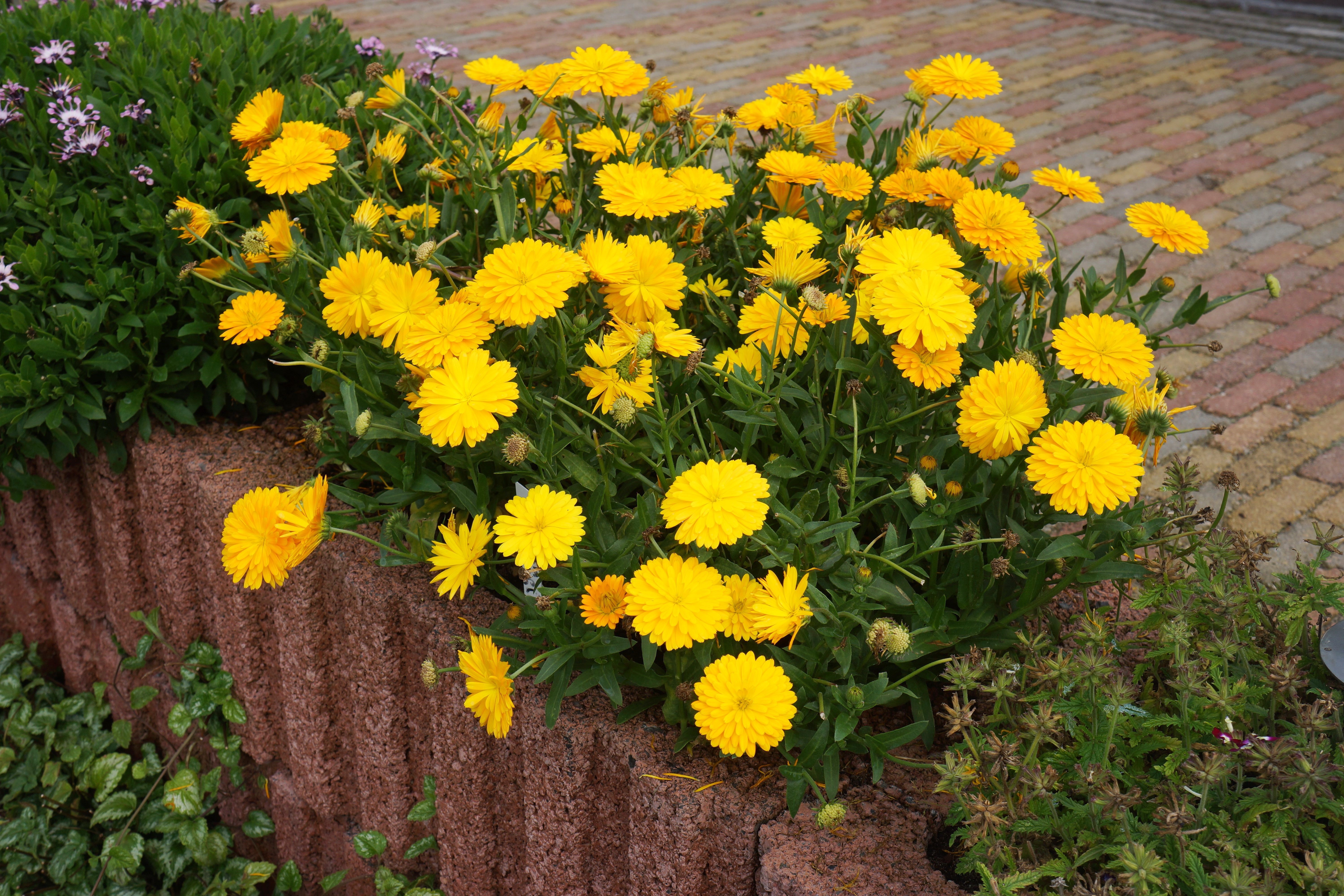 Yellow Calendula Flowers in a Garden HD Wallpaper