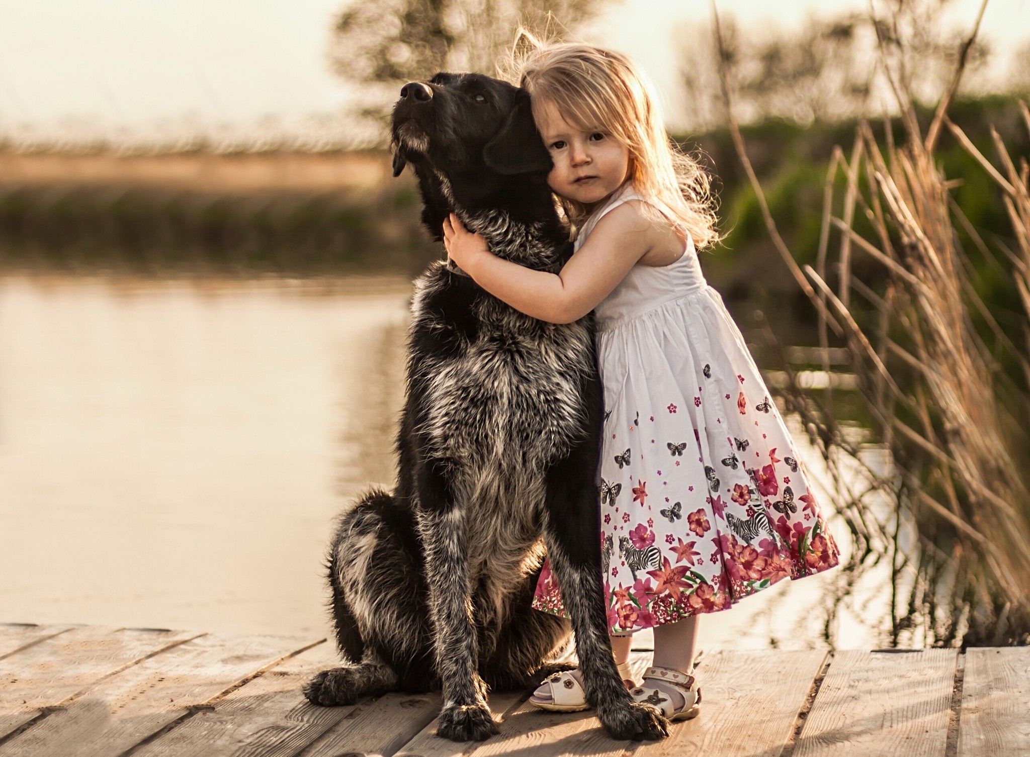 Girl hugging a dog on a wooden dock HD Wallpaper