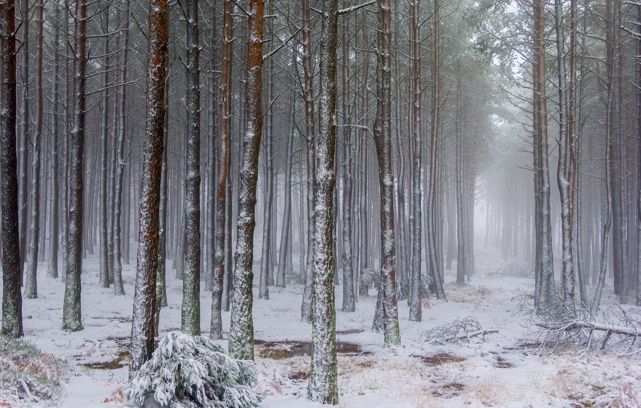 Snowy forest with tall pine trees HD Wallpaper
