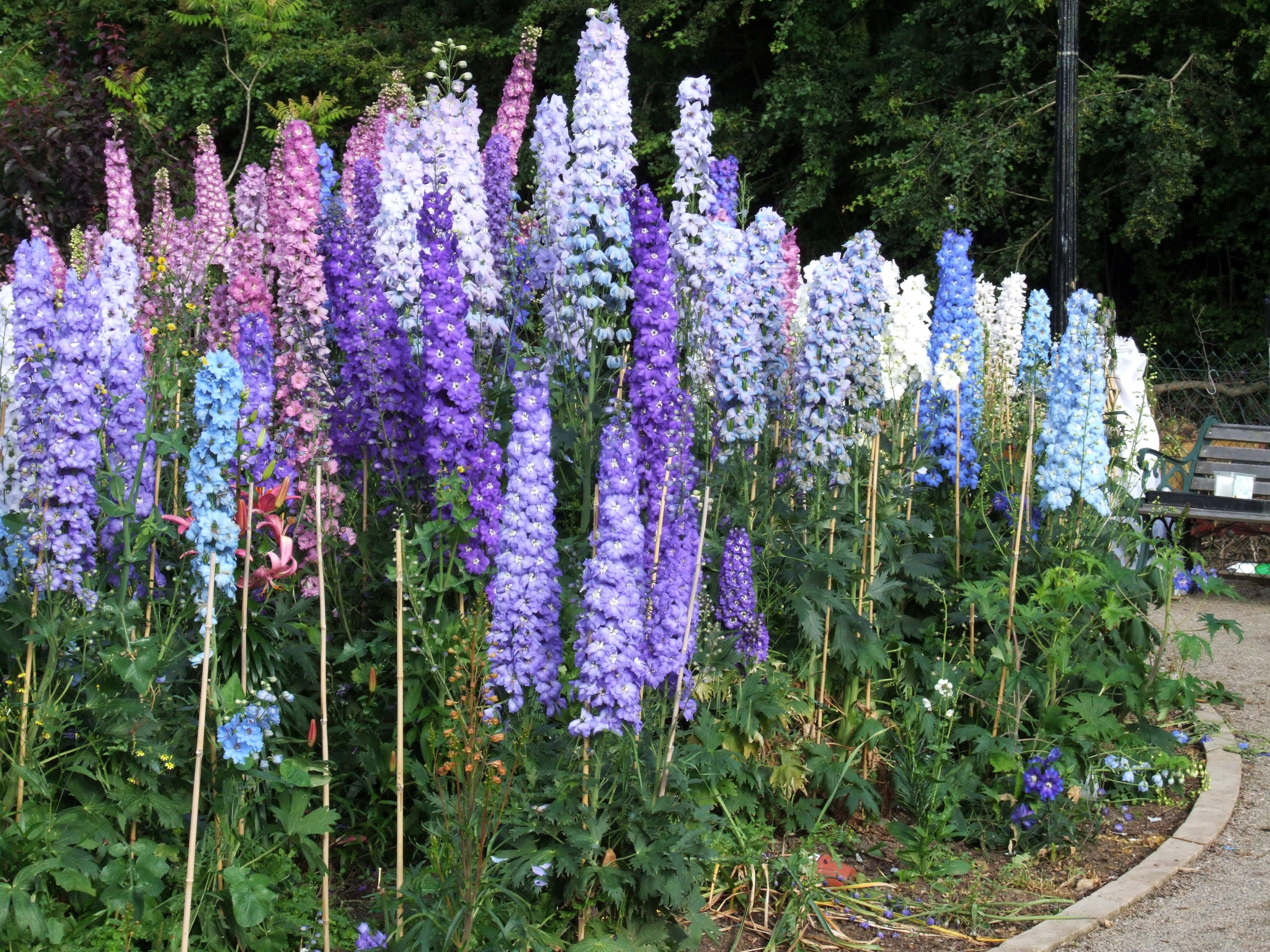 A bed of colorful Delphinium flowers in bloom HD Wallpaper