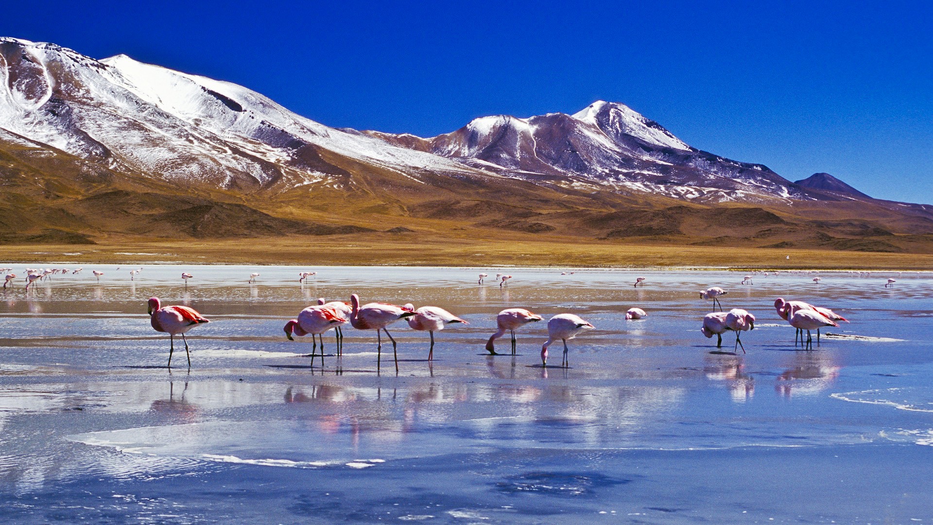 Flamingos in a lake with snow-capped mountains HD Wallpaper