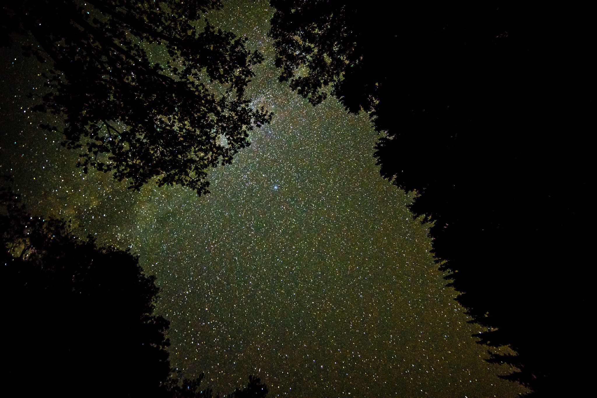 Night sky full of stars seen through trees HD Wallpaper