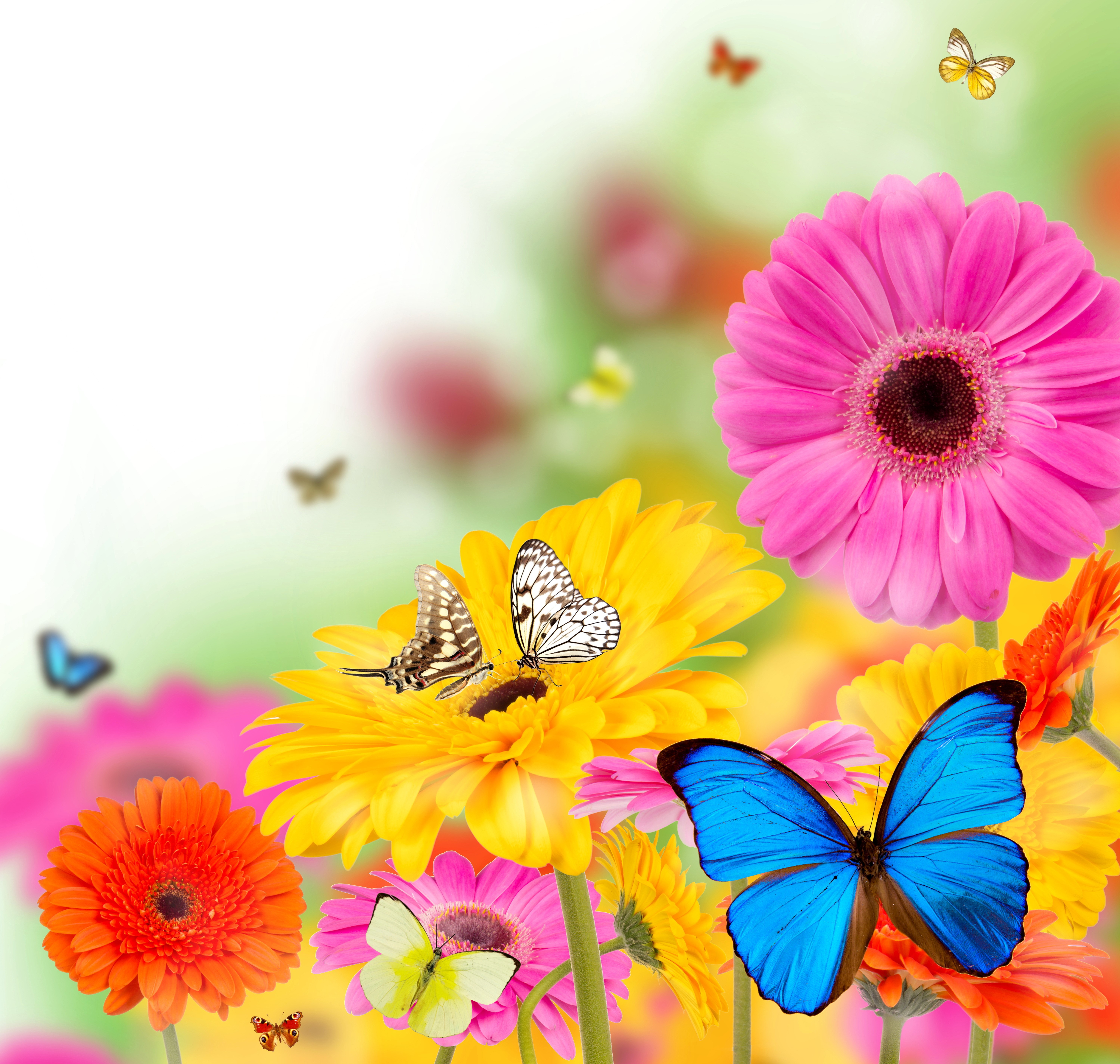 Butterflies and Gerbera Daisies HD Wallpaper