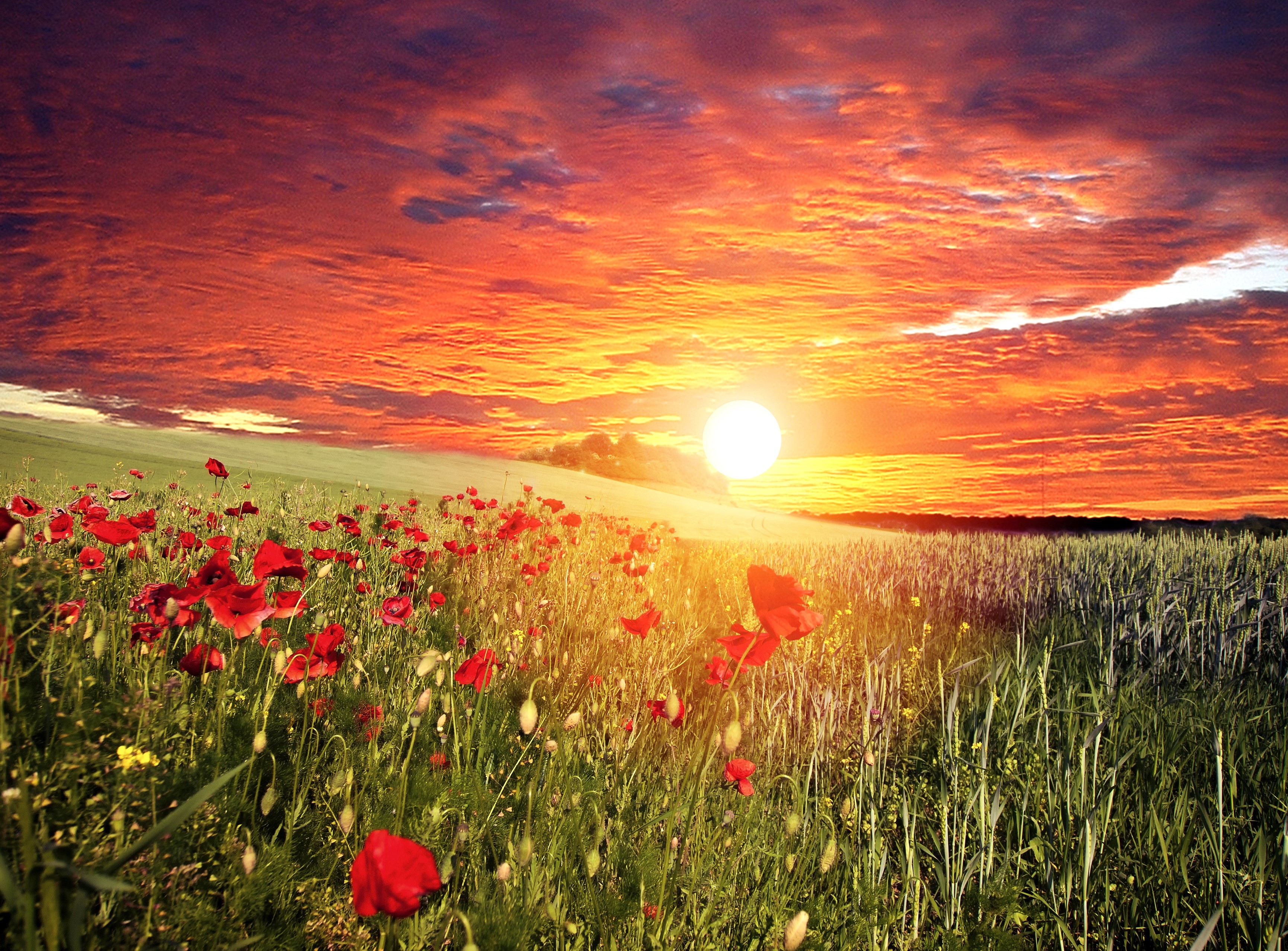 Poppy Field at Sunset HD Wallpaper