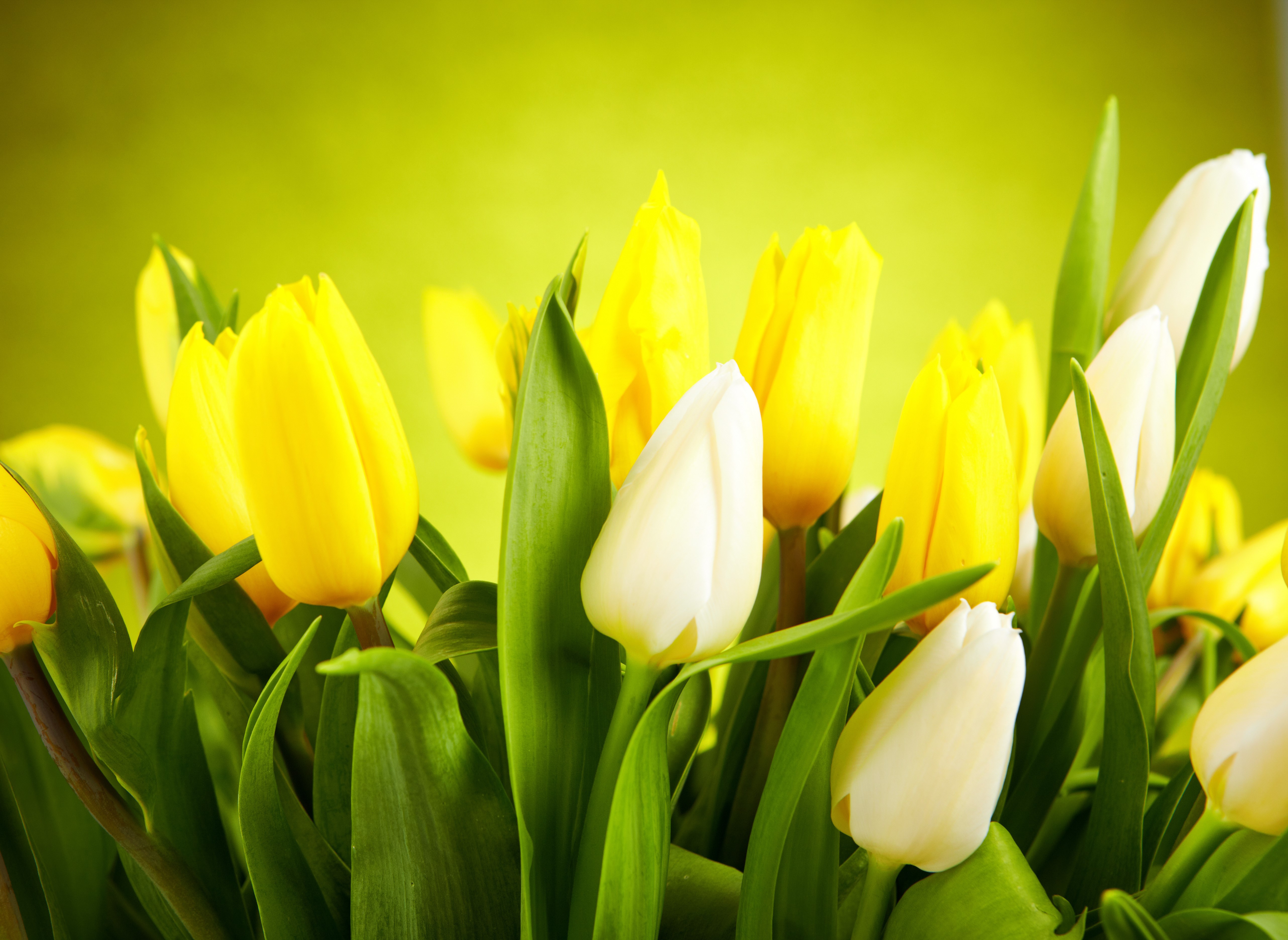 Yellow and white tulips closeup HD Wallpaper