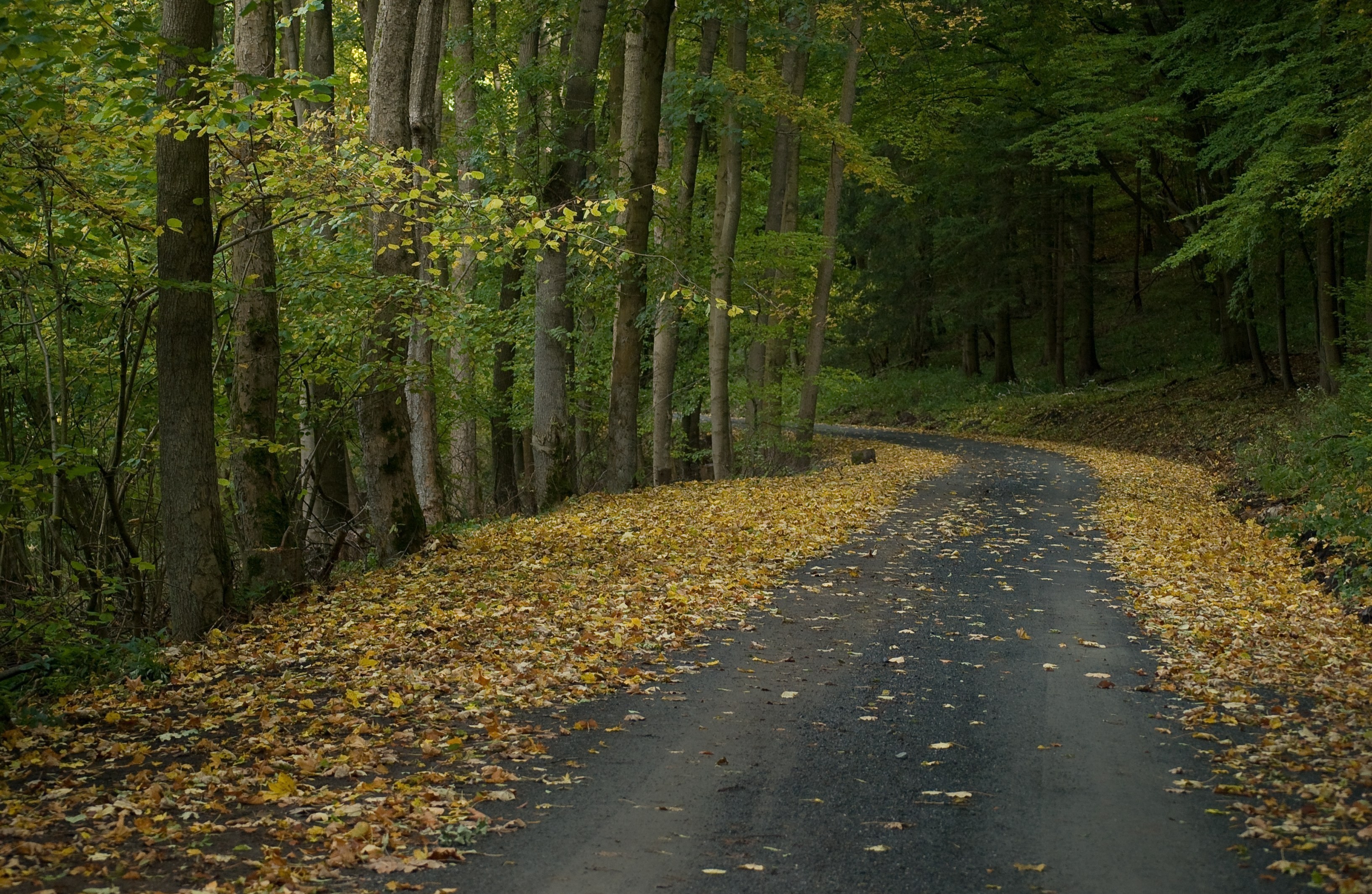 Autumn forest road covered in fallen leaves HD Wallpaper