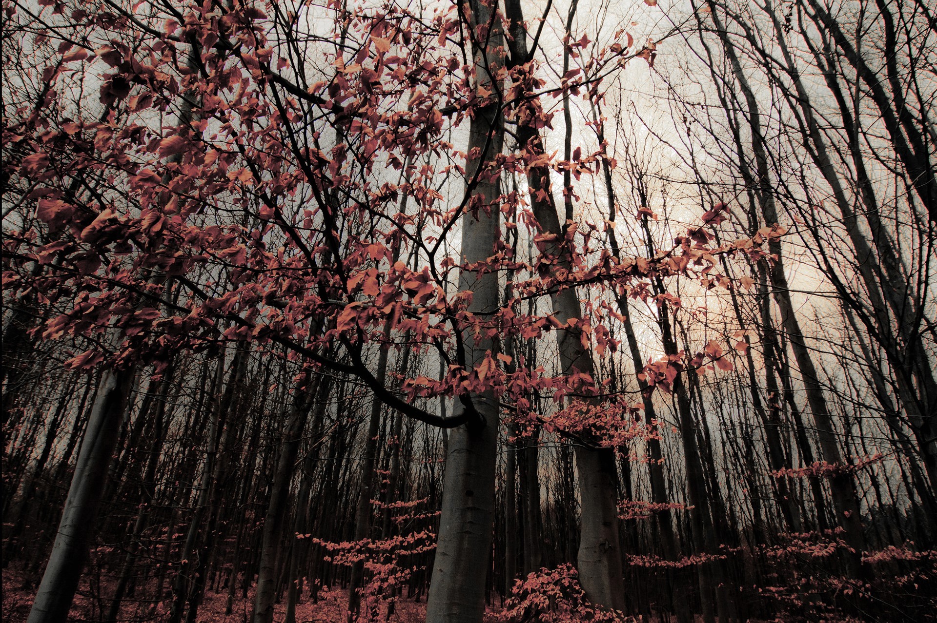 Autumn forest with bare trees and reddish leaves HD Wallpaper
