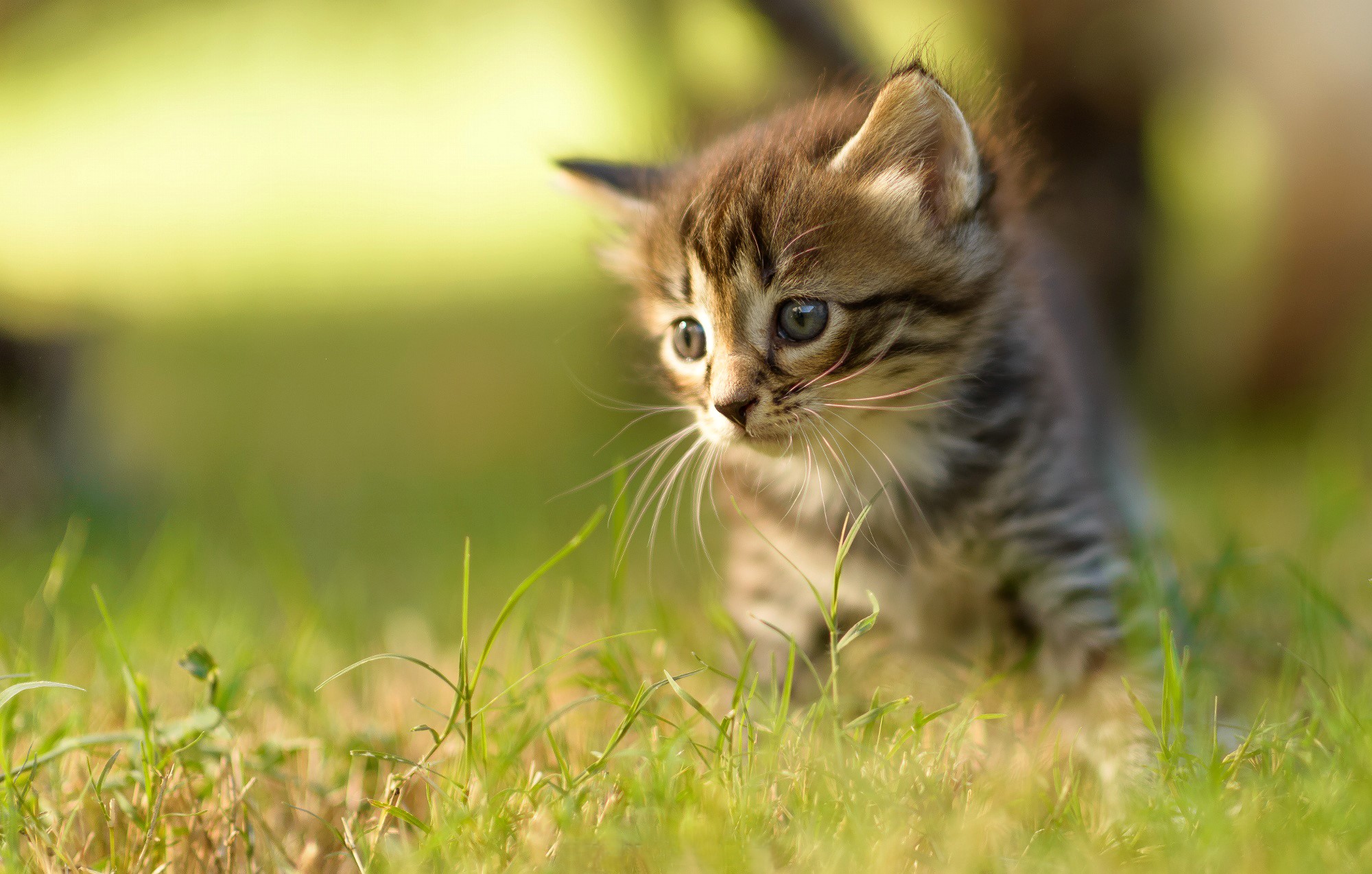Kitten walking in green grass HD Wallpaper
