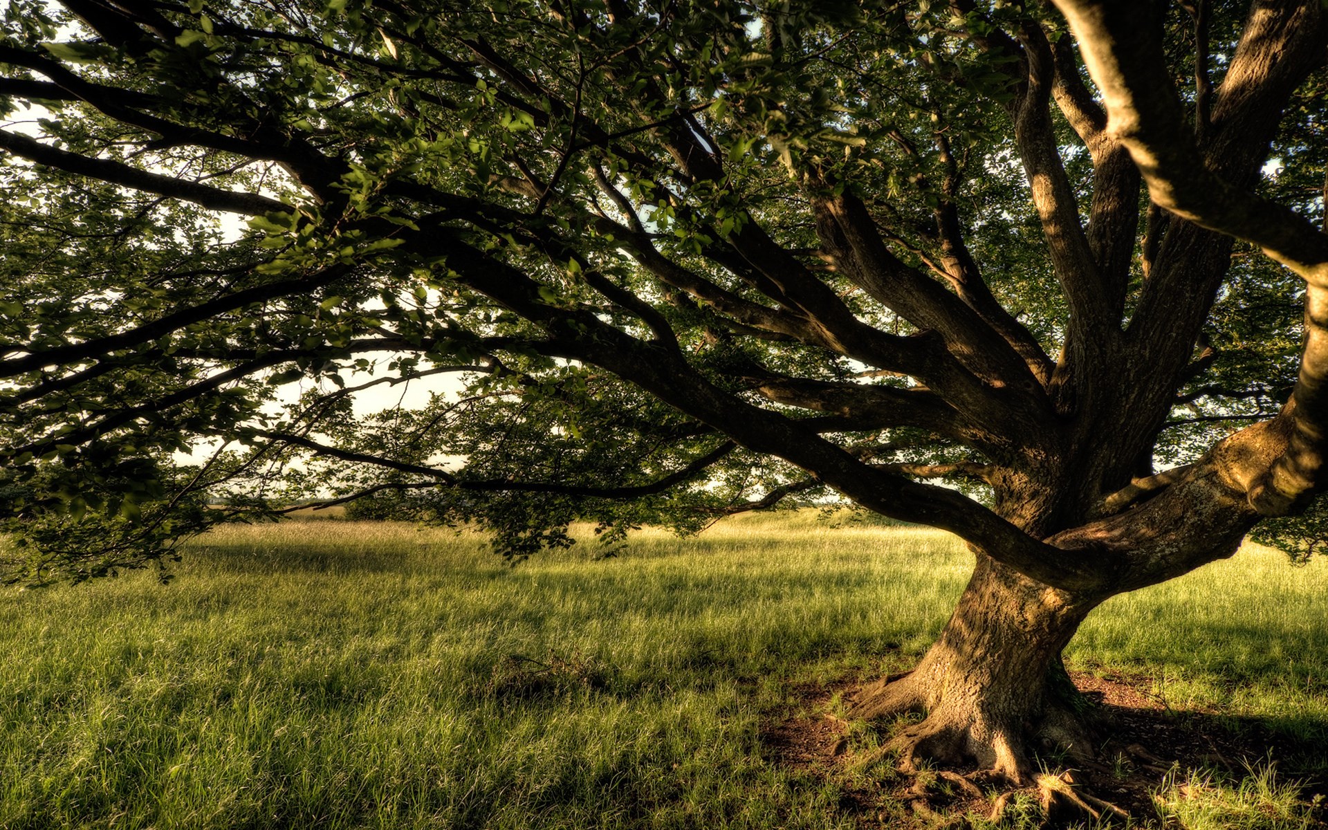 Large tree with sprawling branches in a grassy field HD Wallpaper