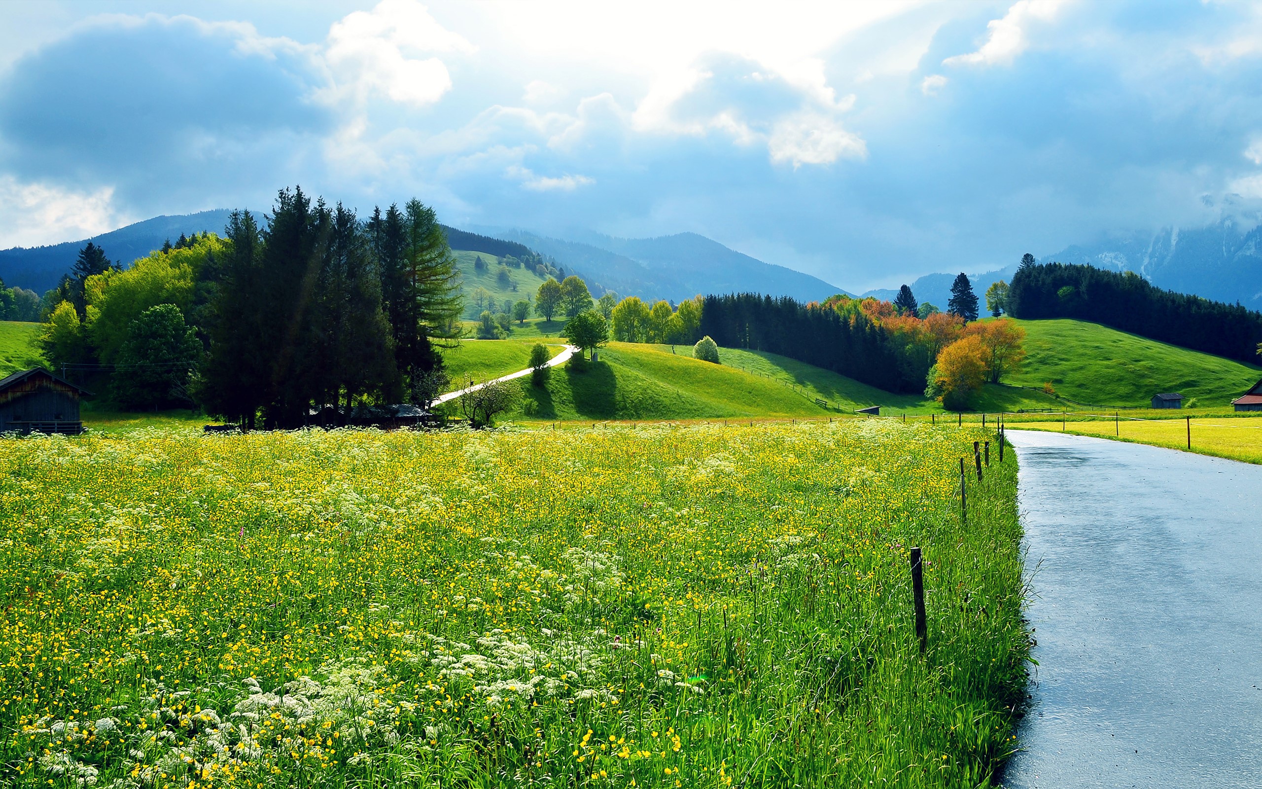 Road through a green meadow with trees and mountains HD Wallpaper