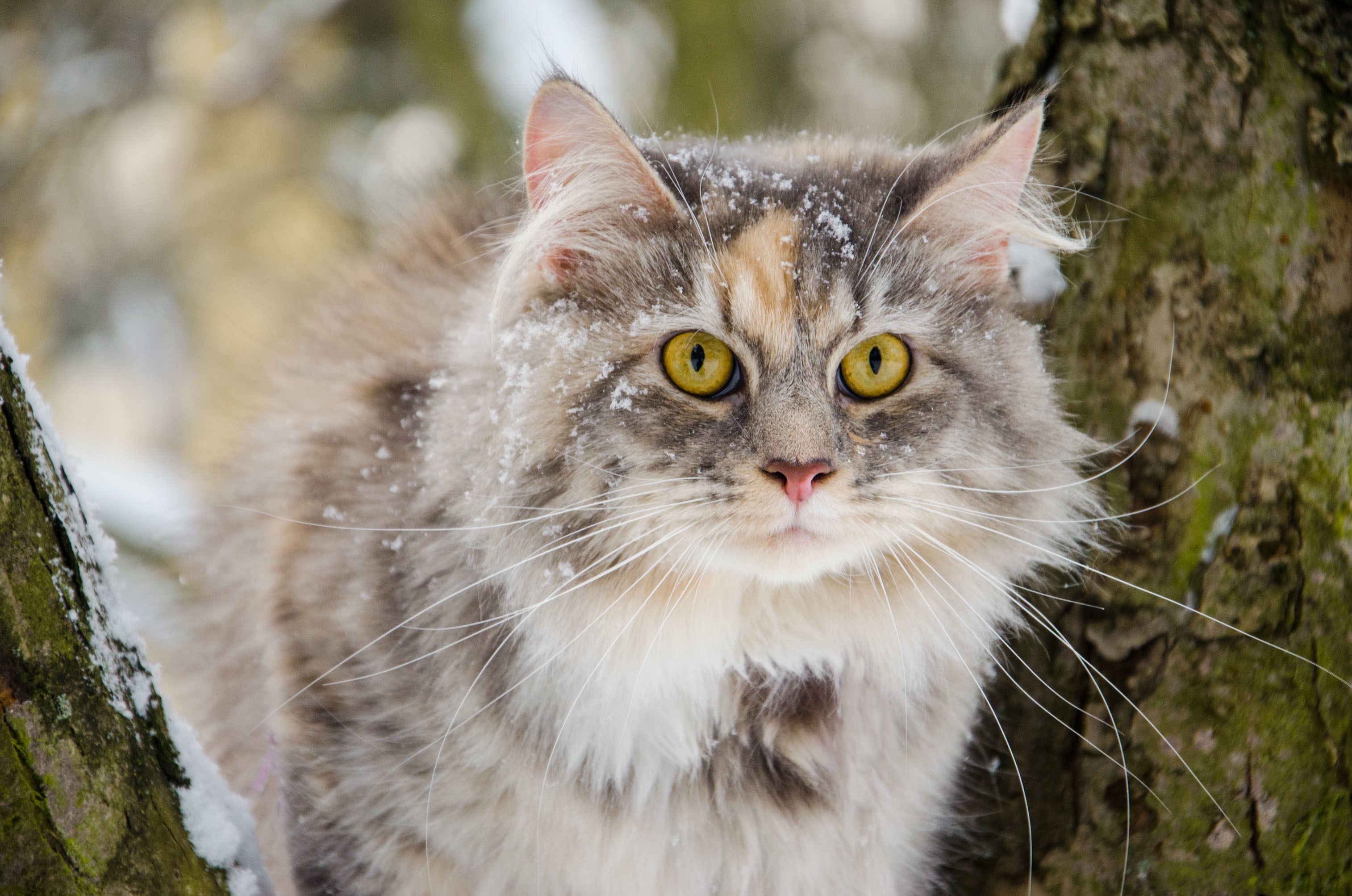 Fluffy cat with yellow eyes in the snow HD Wallpaper