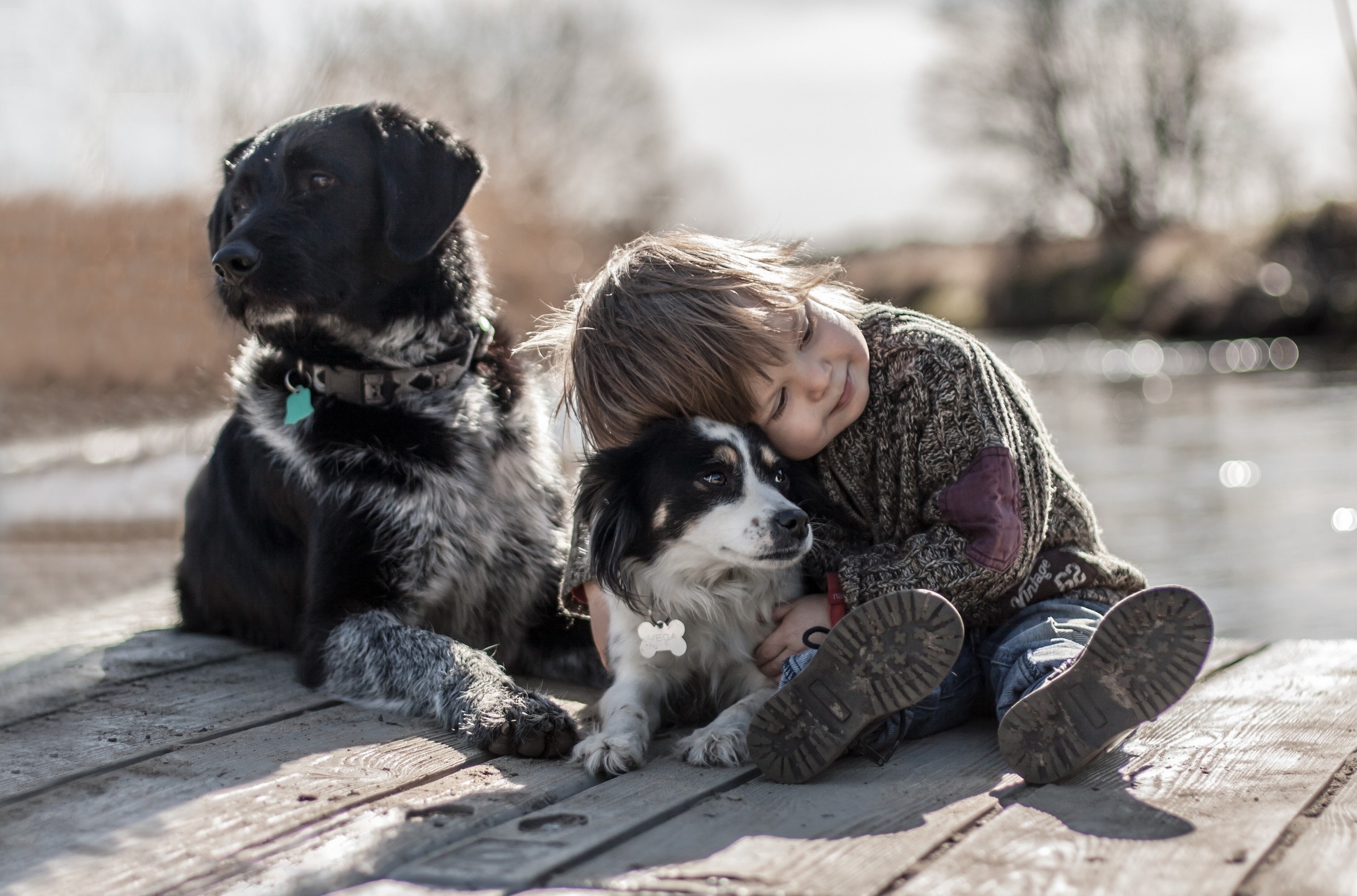 Boy hugging a dog with another dog nearby HD Wallpaper