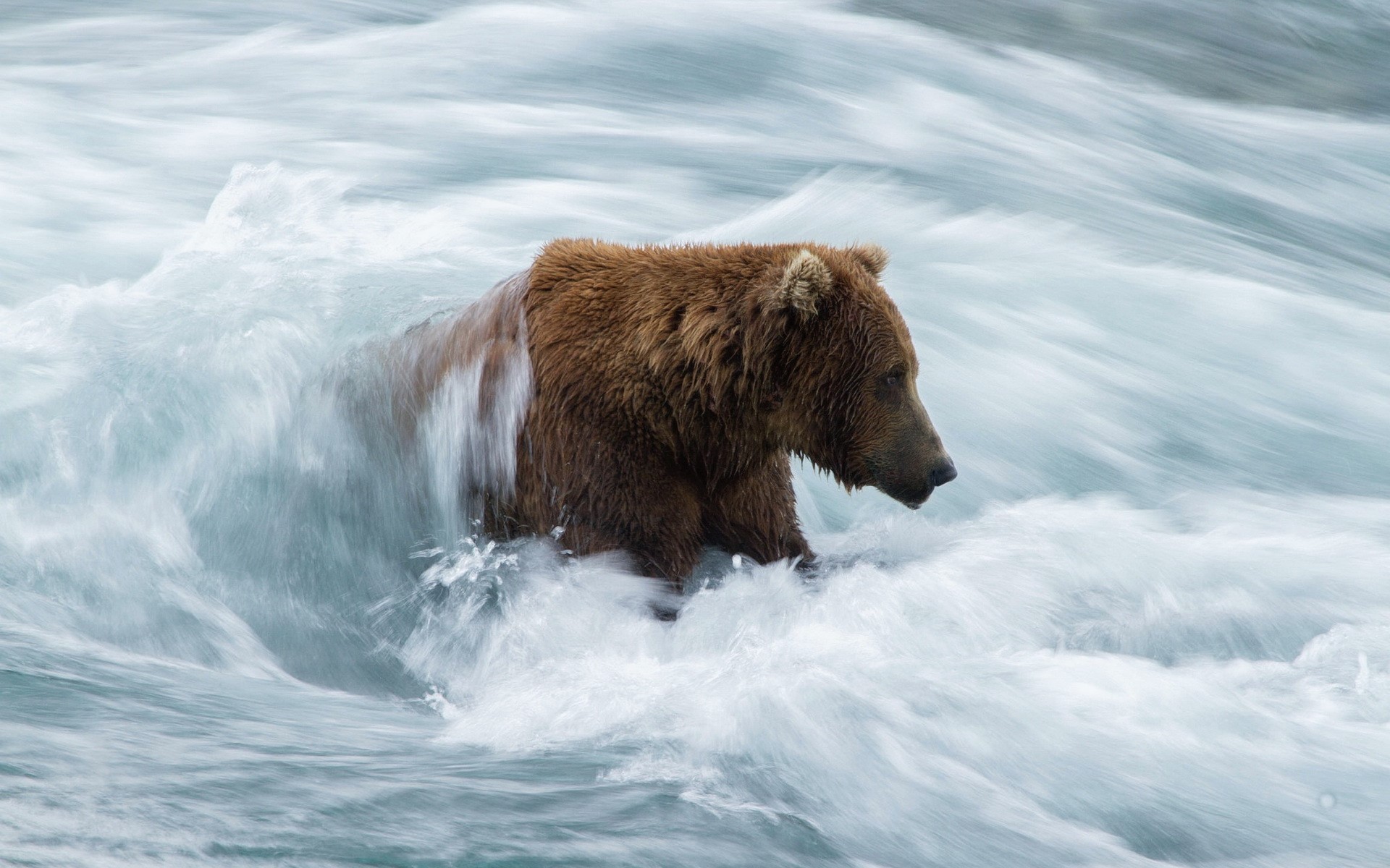 Brown bear wading through turbulent river water HD Wallpaper