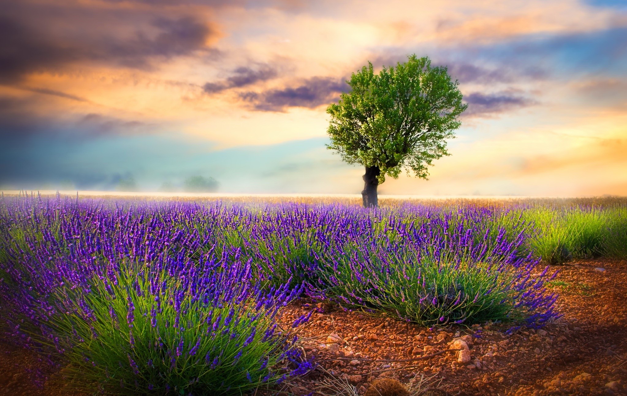 Lavender field with a lone tree at sunset HD Wallpaper