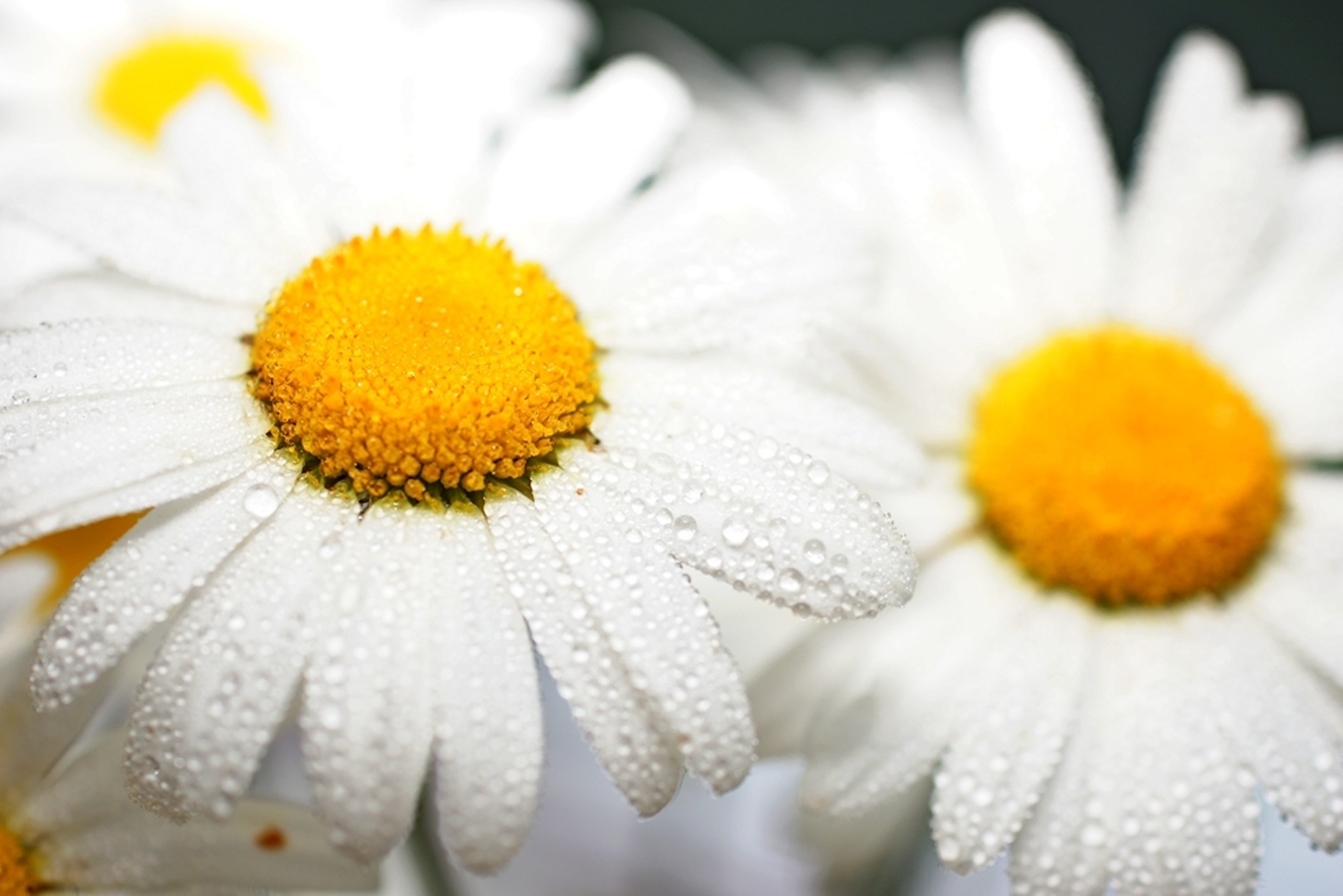 Close-up of white daisies with water drops HD Wallpaper