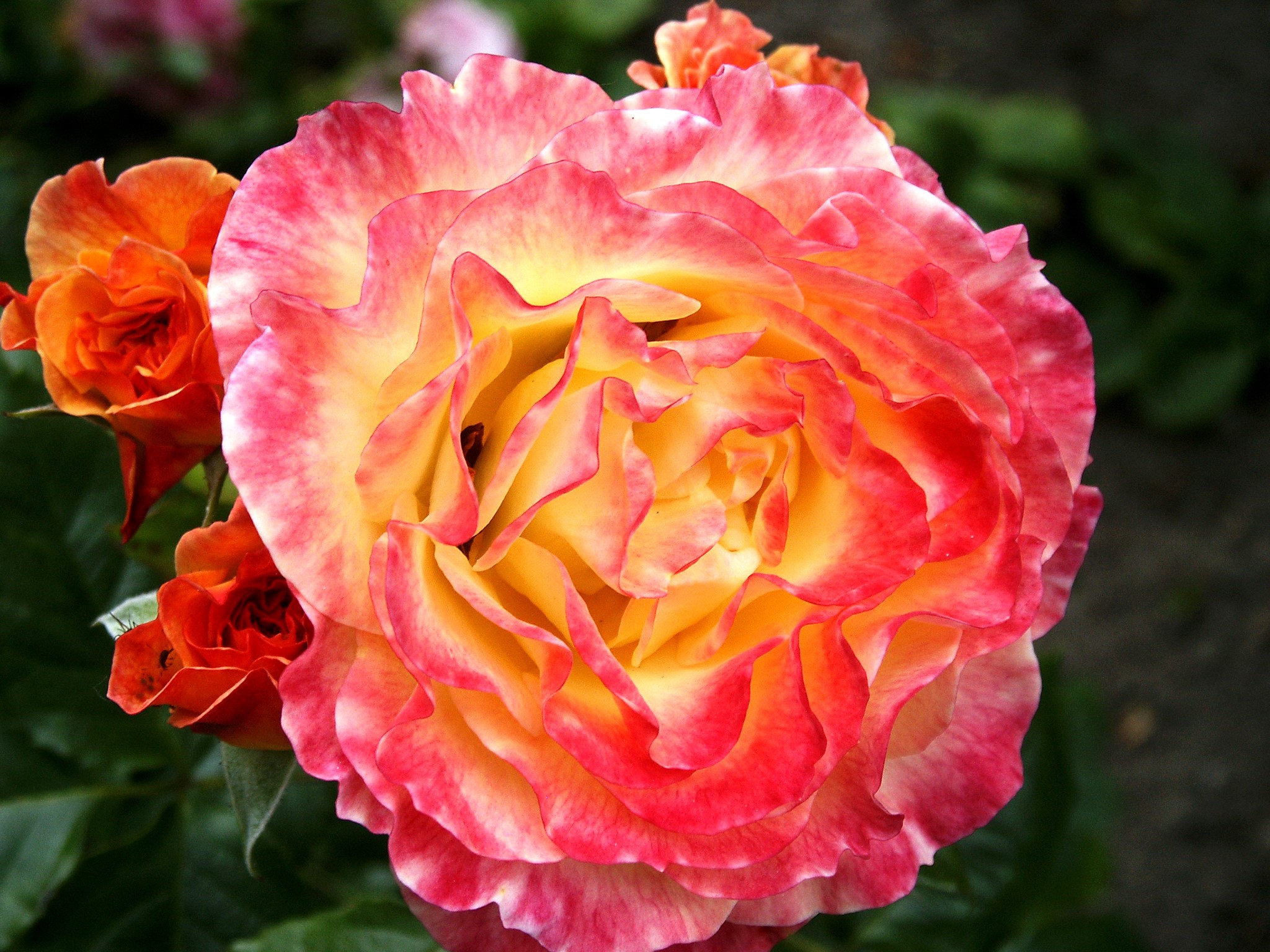 Close-up of a bi-colored rose with orange buds HD Wallpaper