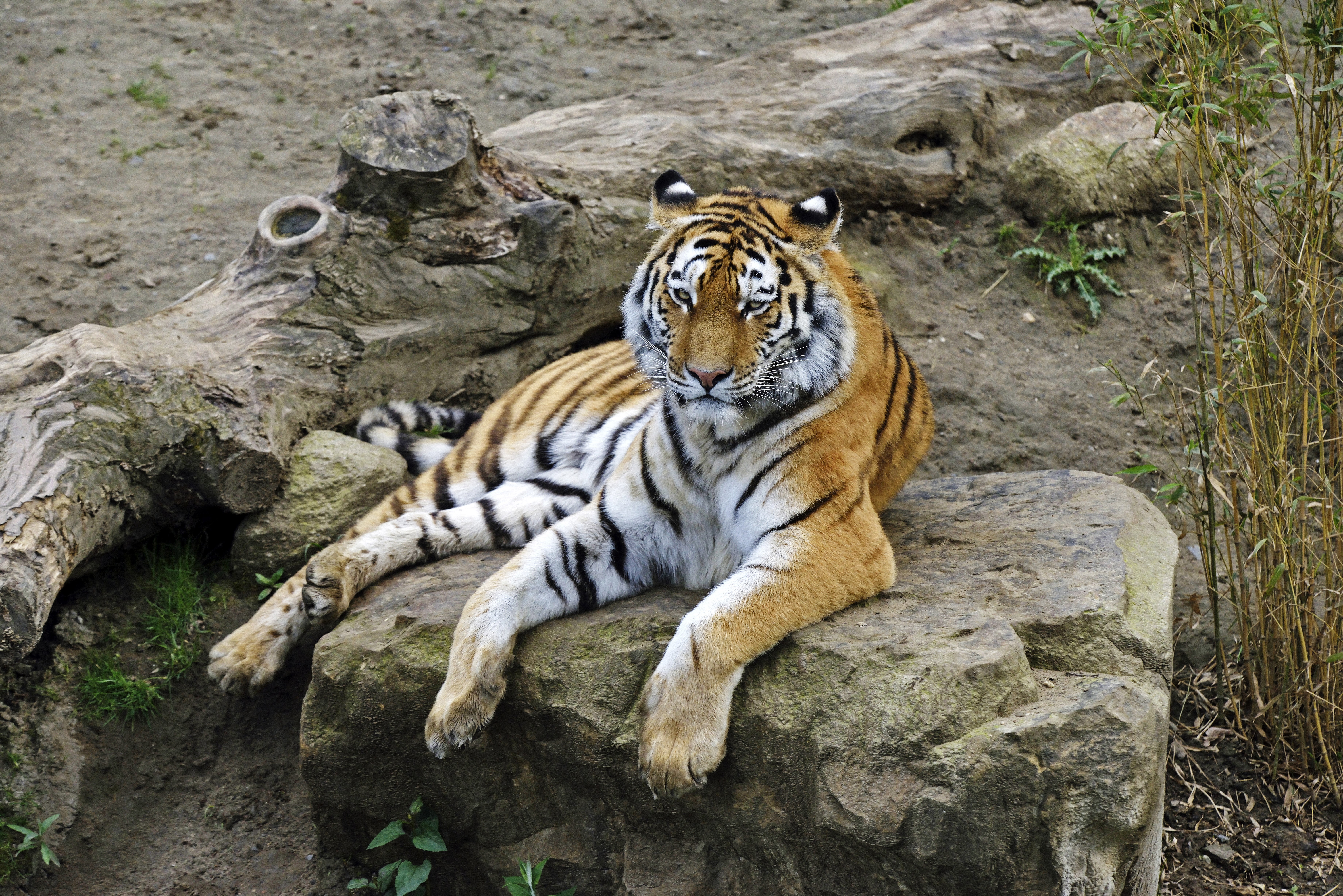 Tiger resting on rocks HD Wallpaper