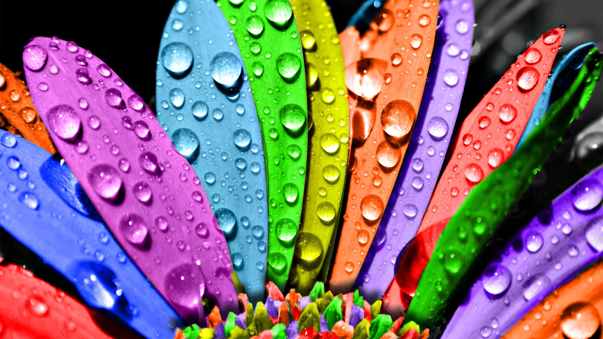 Close-up of colorful flower petals with water drops HD Wallpaper