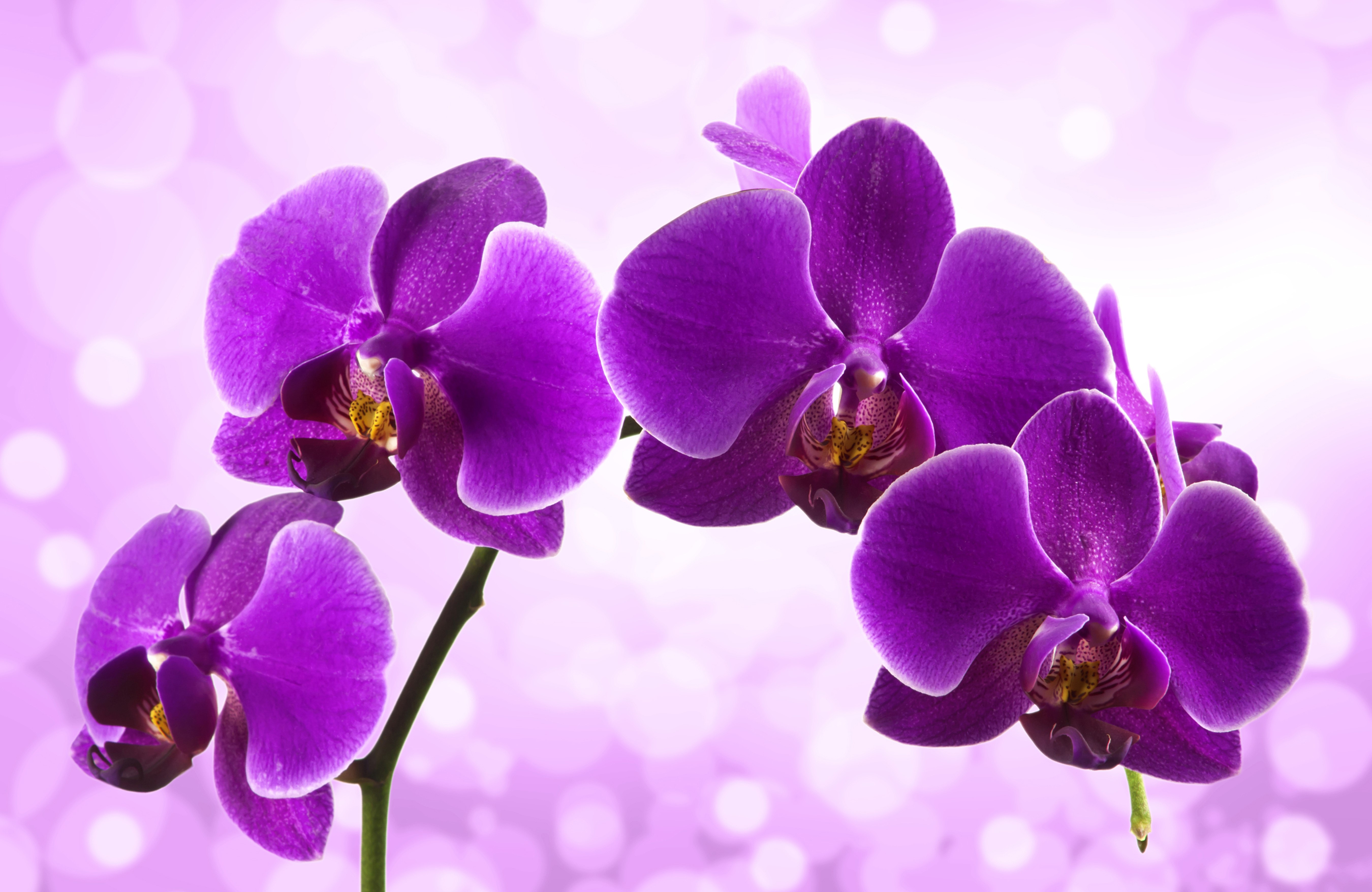 Purple Orchids Closeup HD Wallpaper