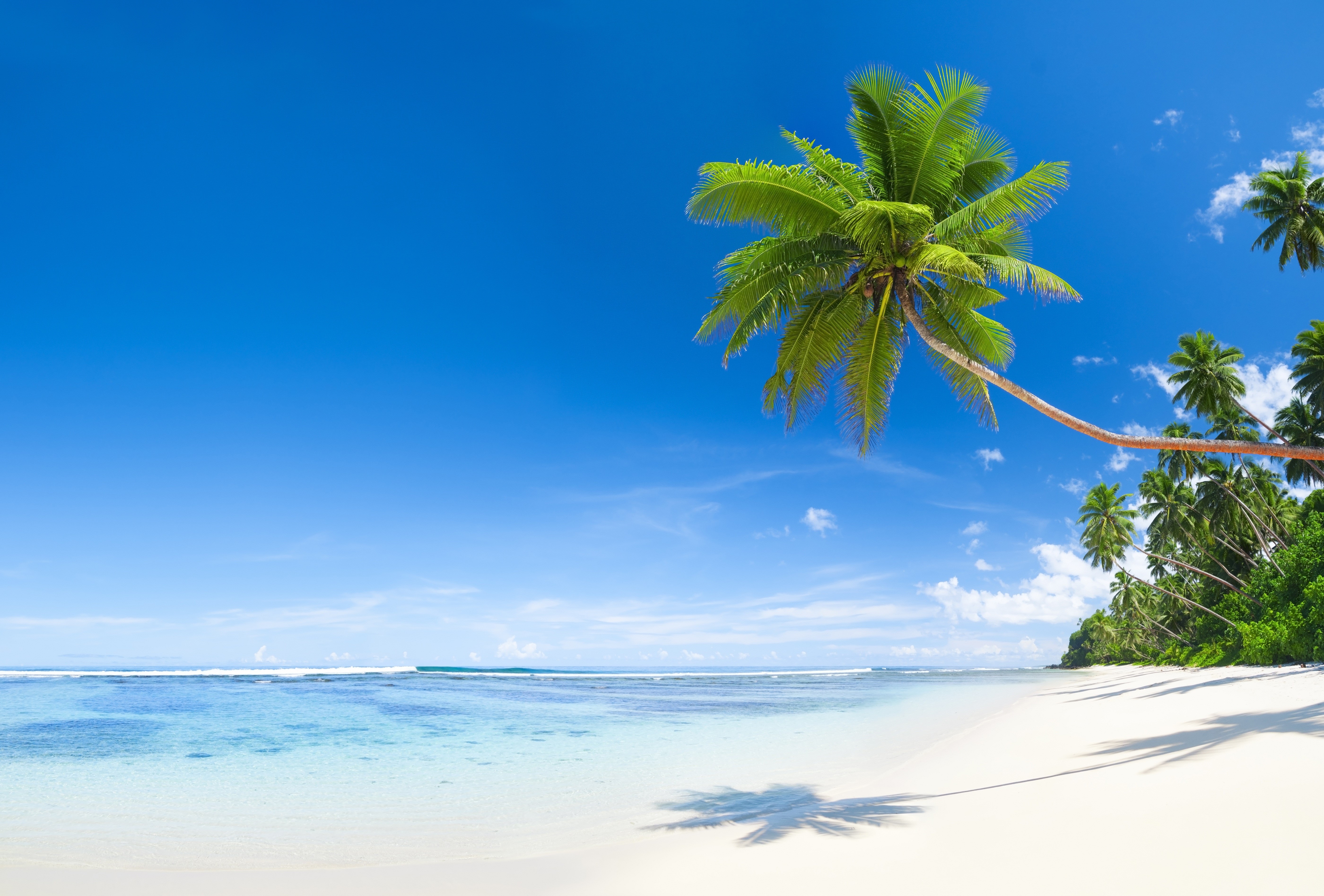 Tropical Beach with Palm Trees and Ocean HD Wallpaper