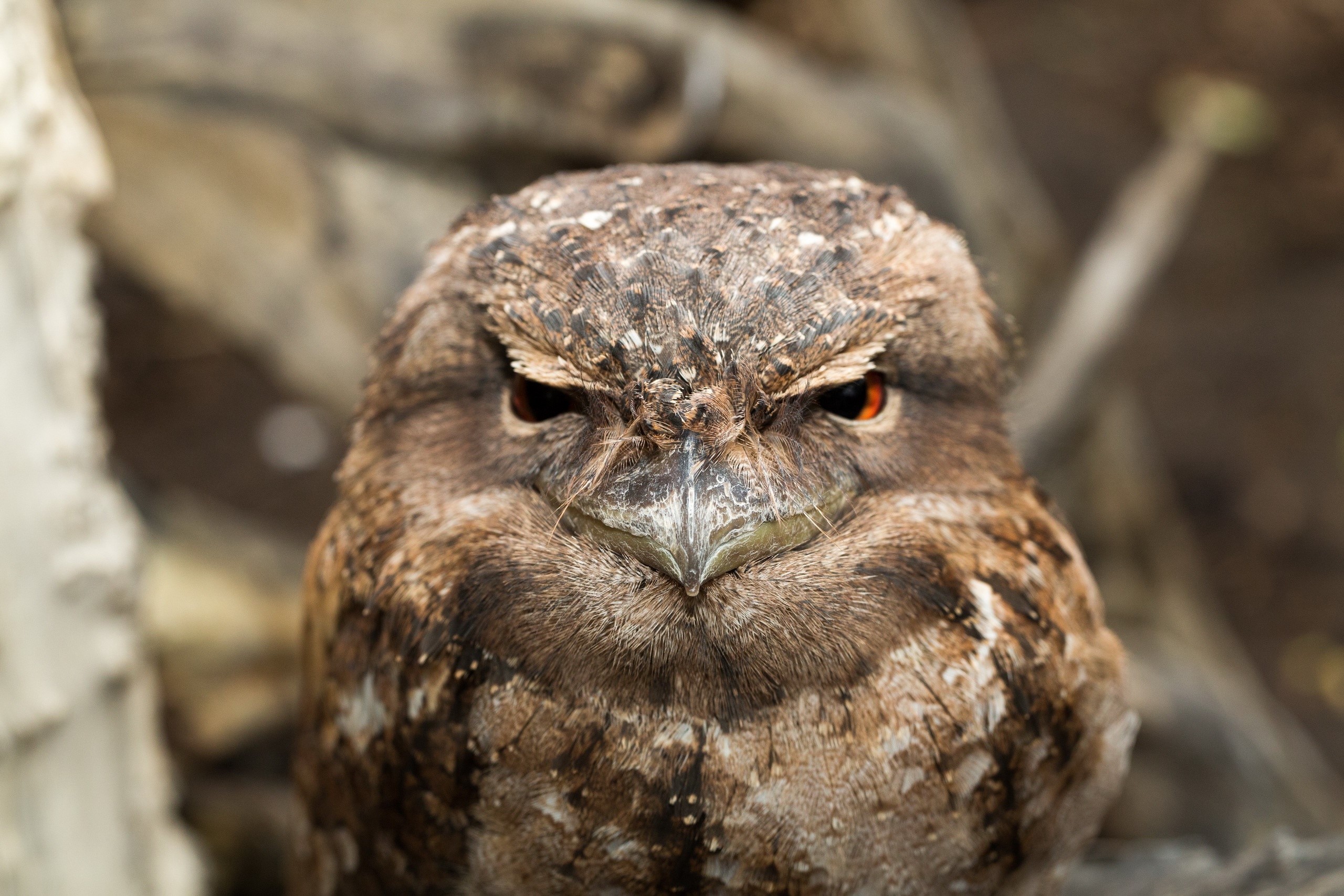 Tawny Frogmouth bird with orange eyes HD Wallpaper