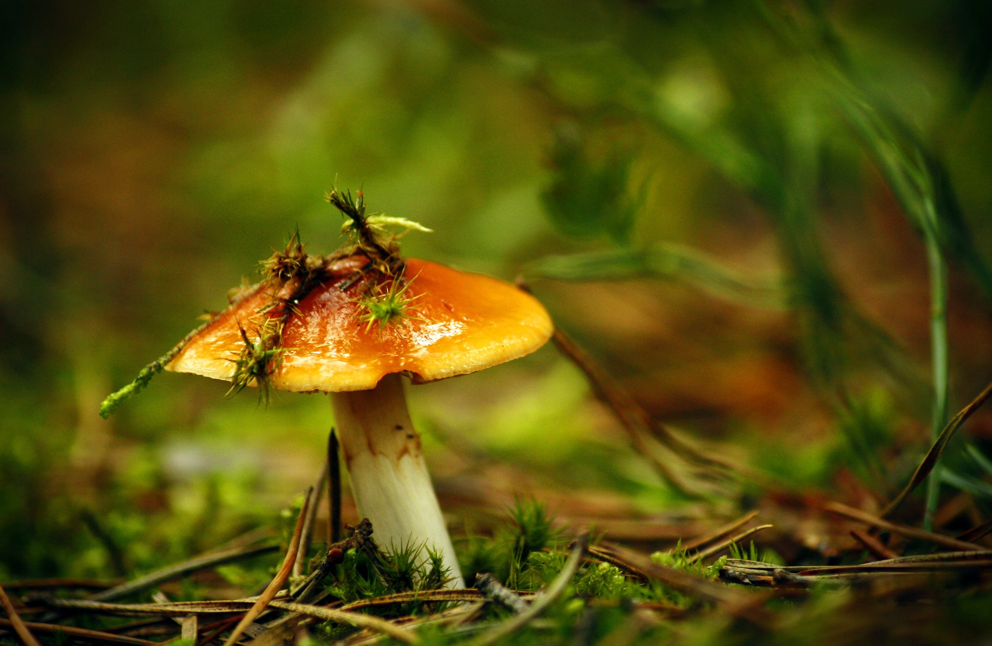 Close-up of a mushroom in a forest HD Wallpaper