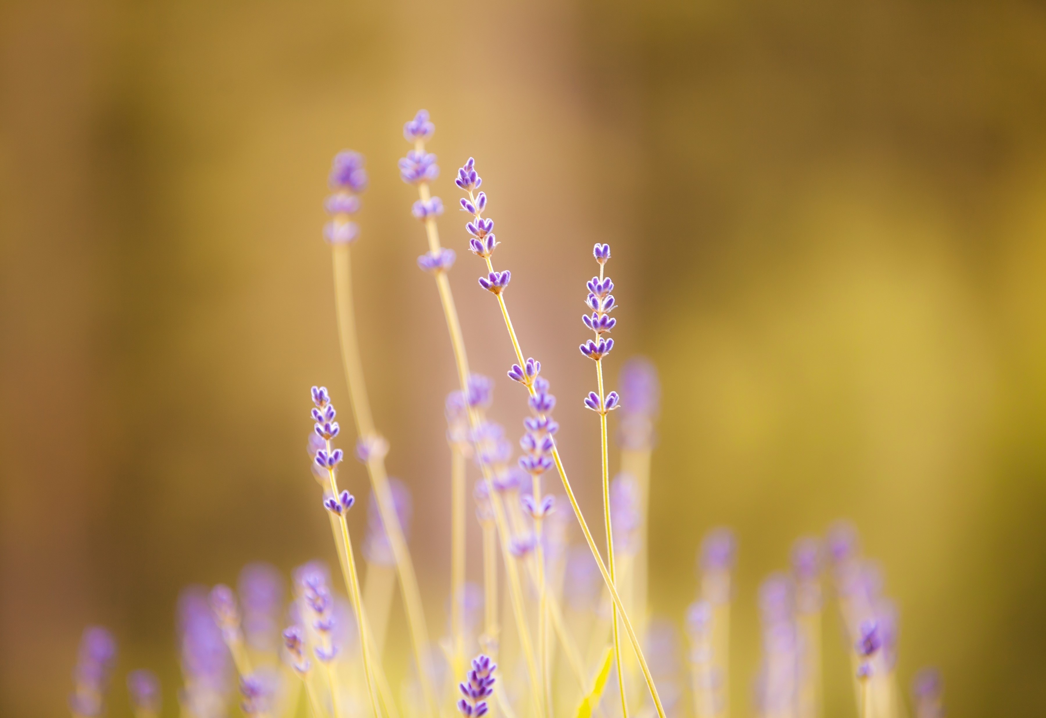 Lavender flowers in close-up HD Wallpaper