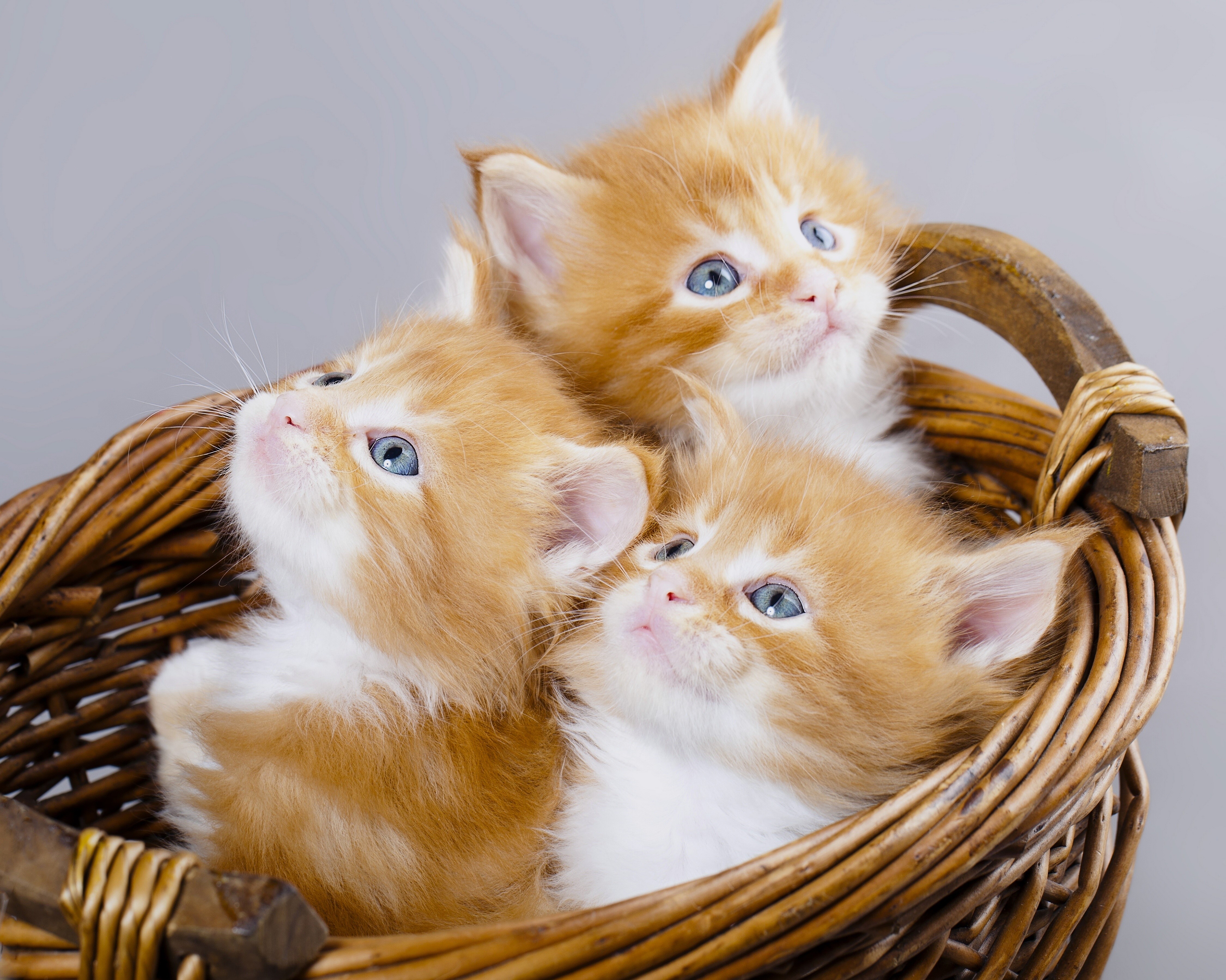 Three ginger kittens in a wicker basket HD Wallpaper