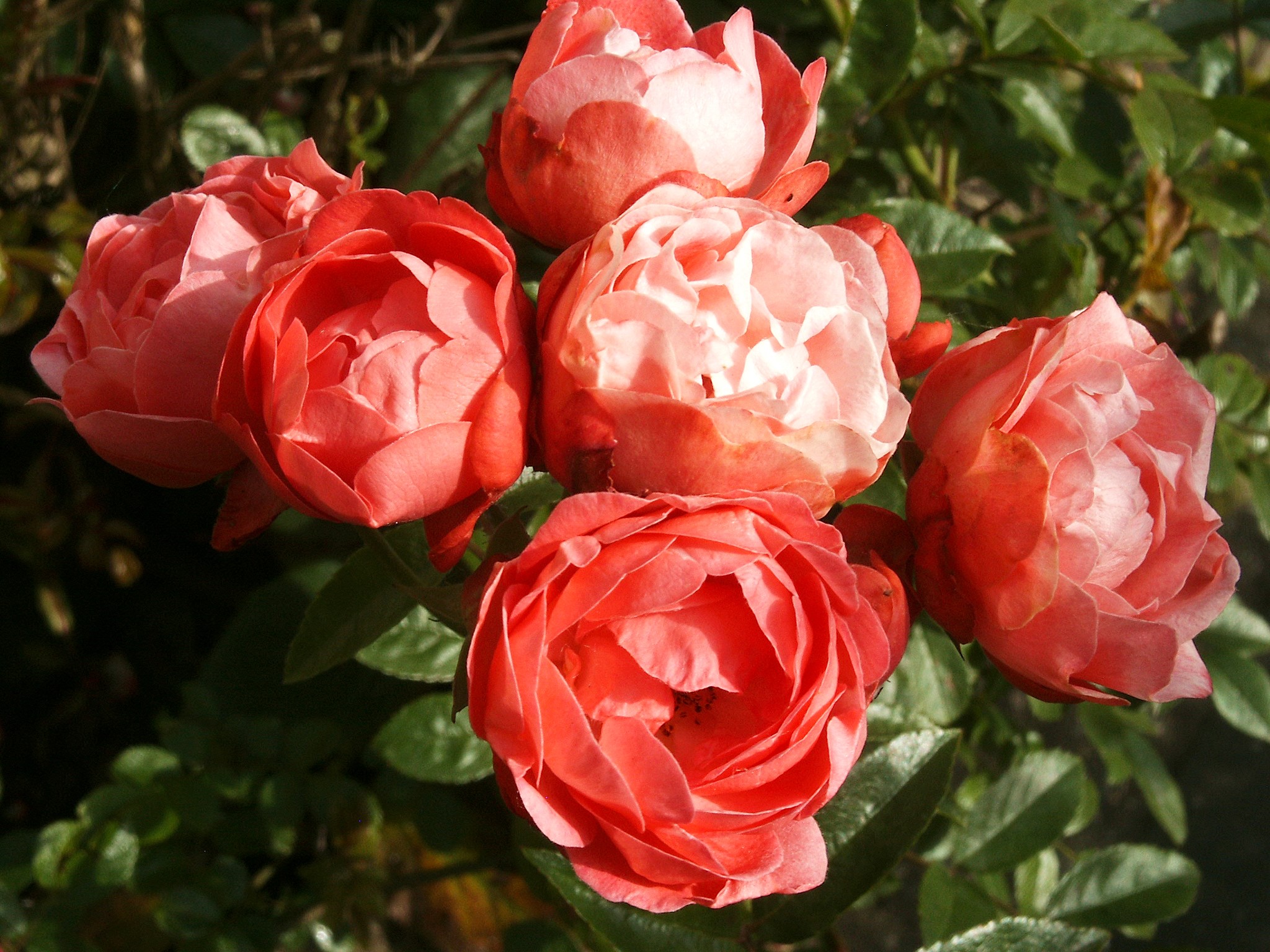 Close-up of a cluster of coral roses HD Wallpaper