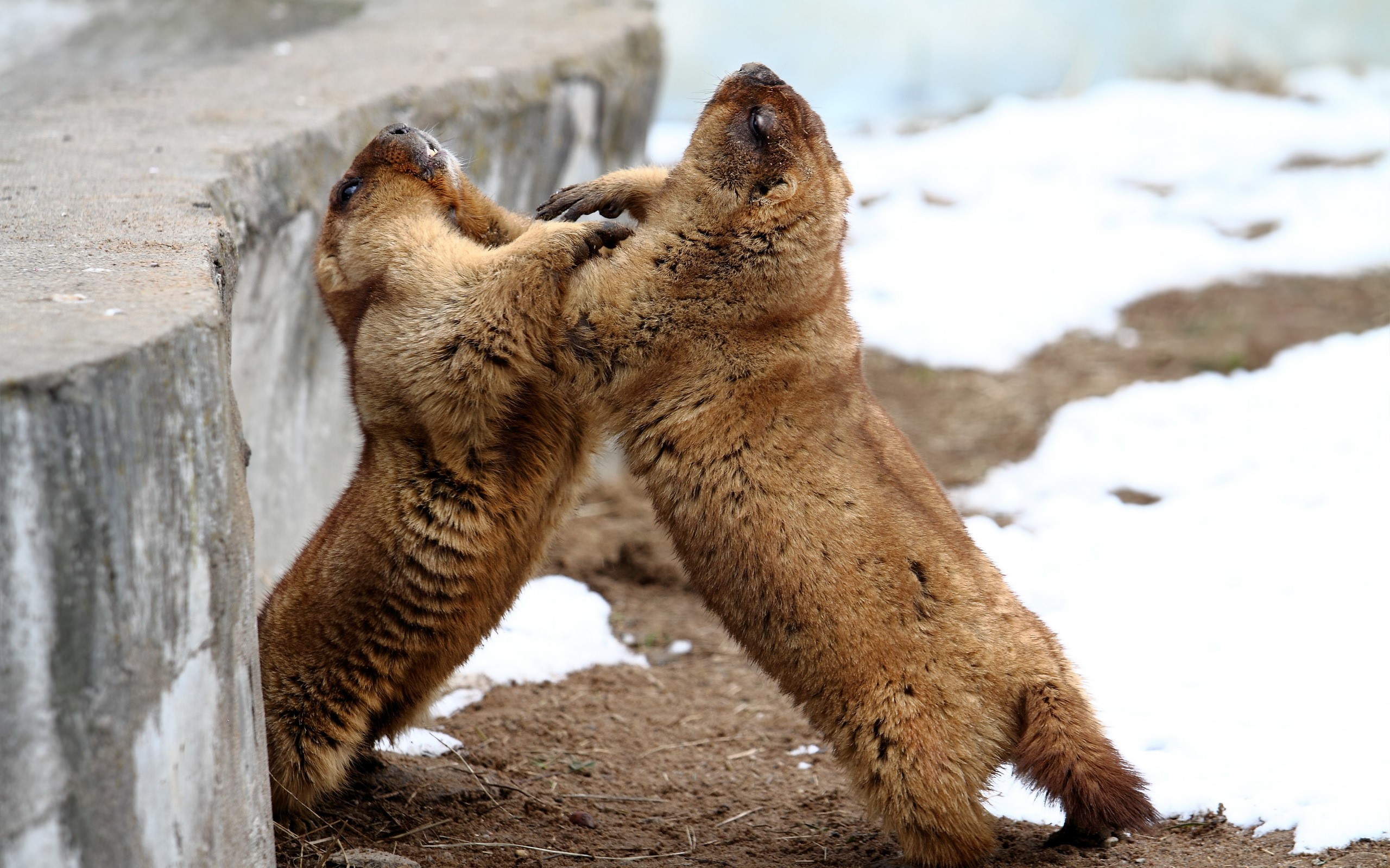 Two marmots wrestling near a concrete wall HD Wallpaper