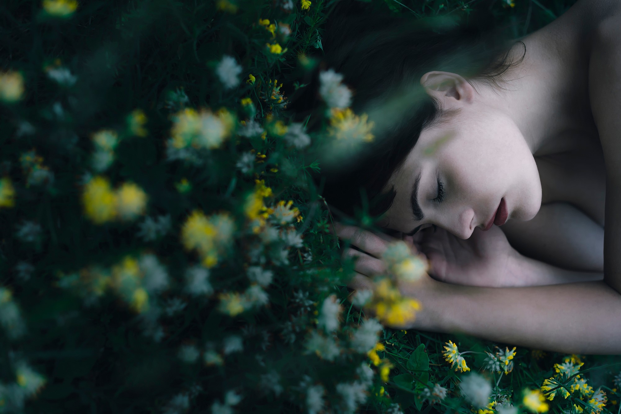 Brunette girl sleeping in a field of flowers HD Wallpaper