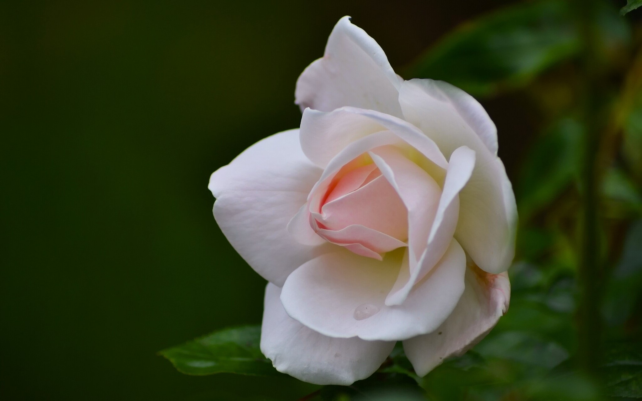 Close-up of a delicate white and pink rose HD Wallpaper
