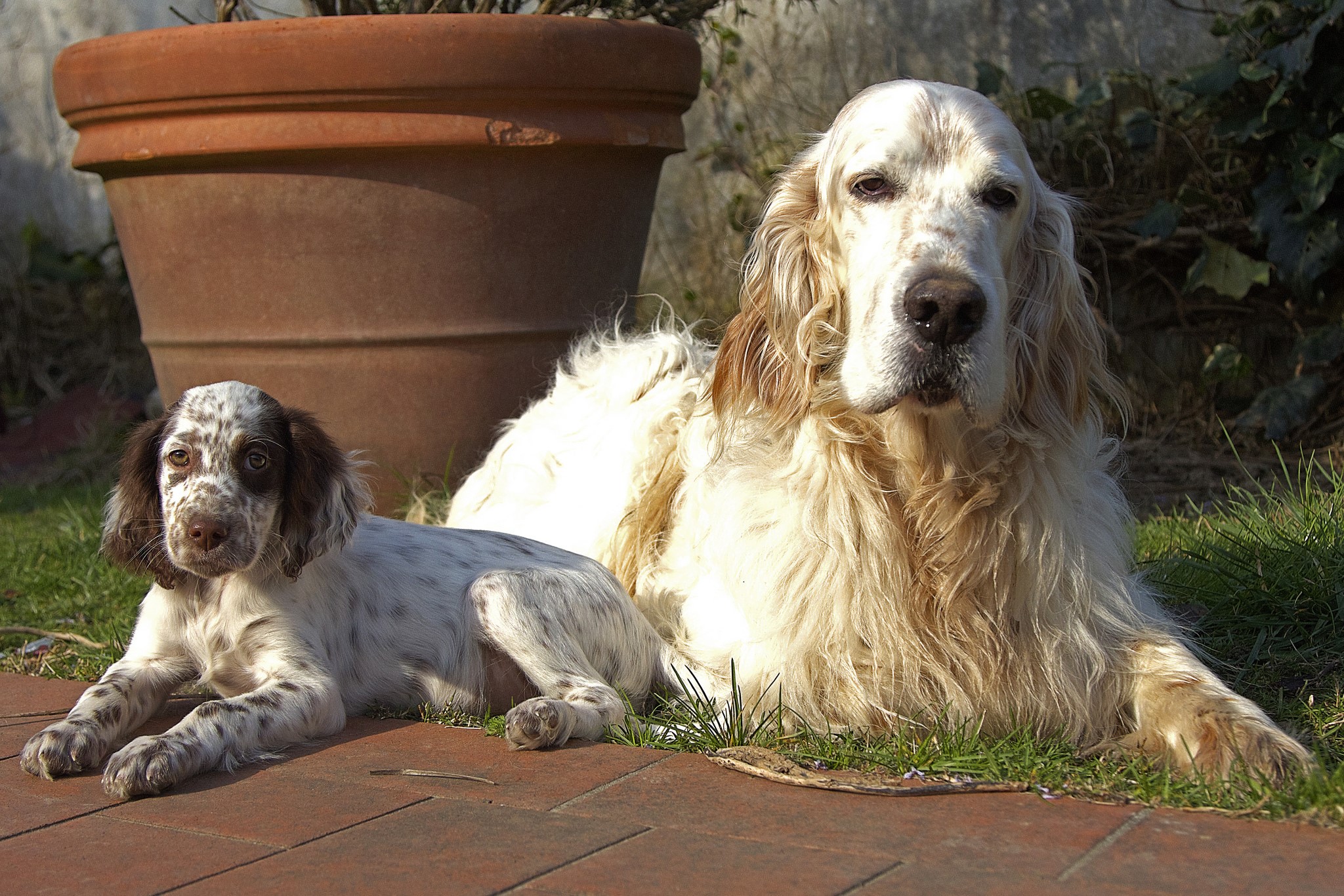 Two English Setter dogs, one adult and one puppy, resting on grass and brick patio. HD Wallpaper