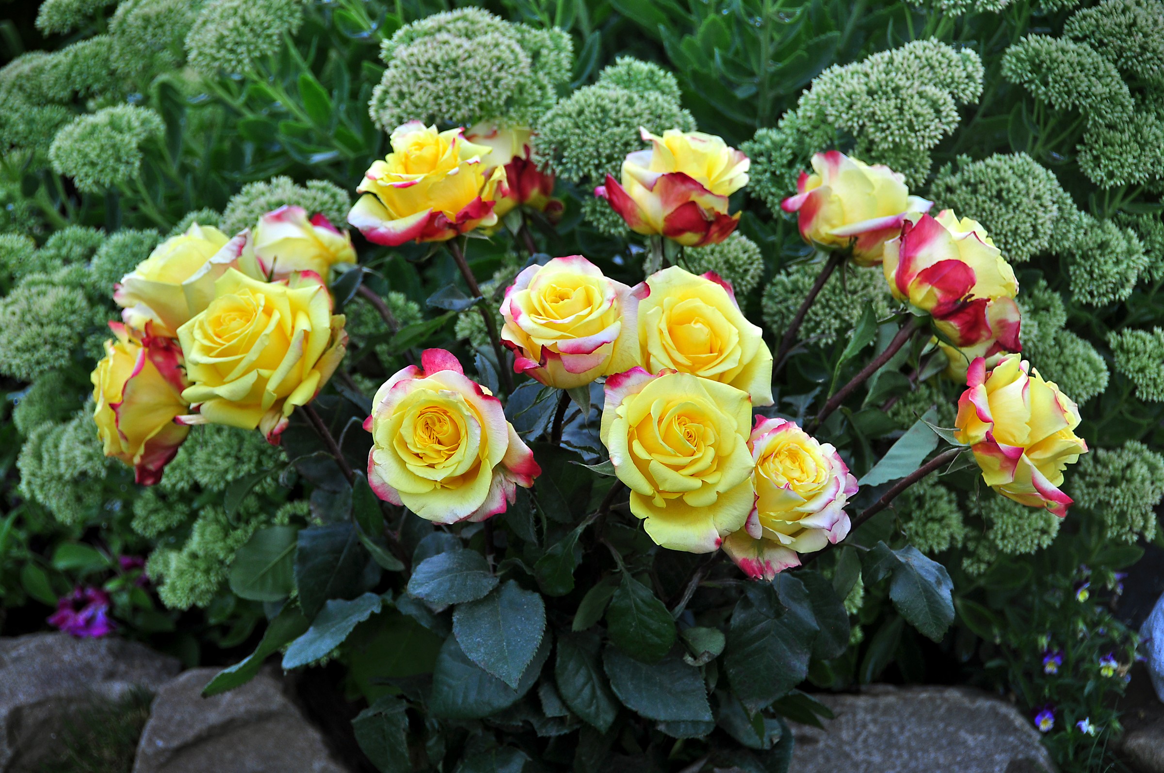 Yellow roses with red edges HD Wallpaper
